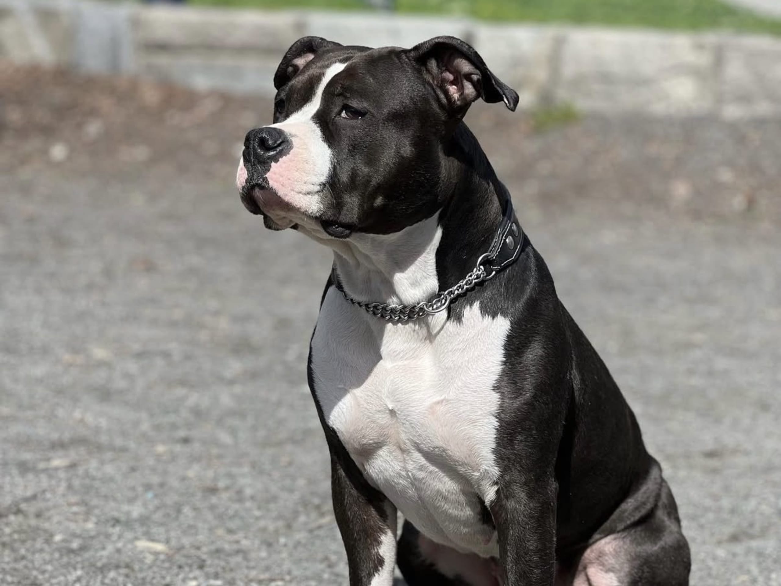 Patrick Nielsen Amstaff