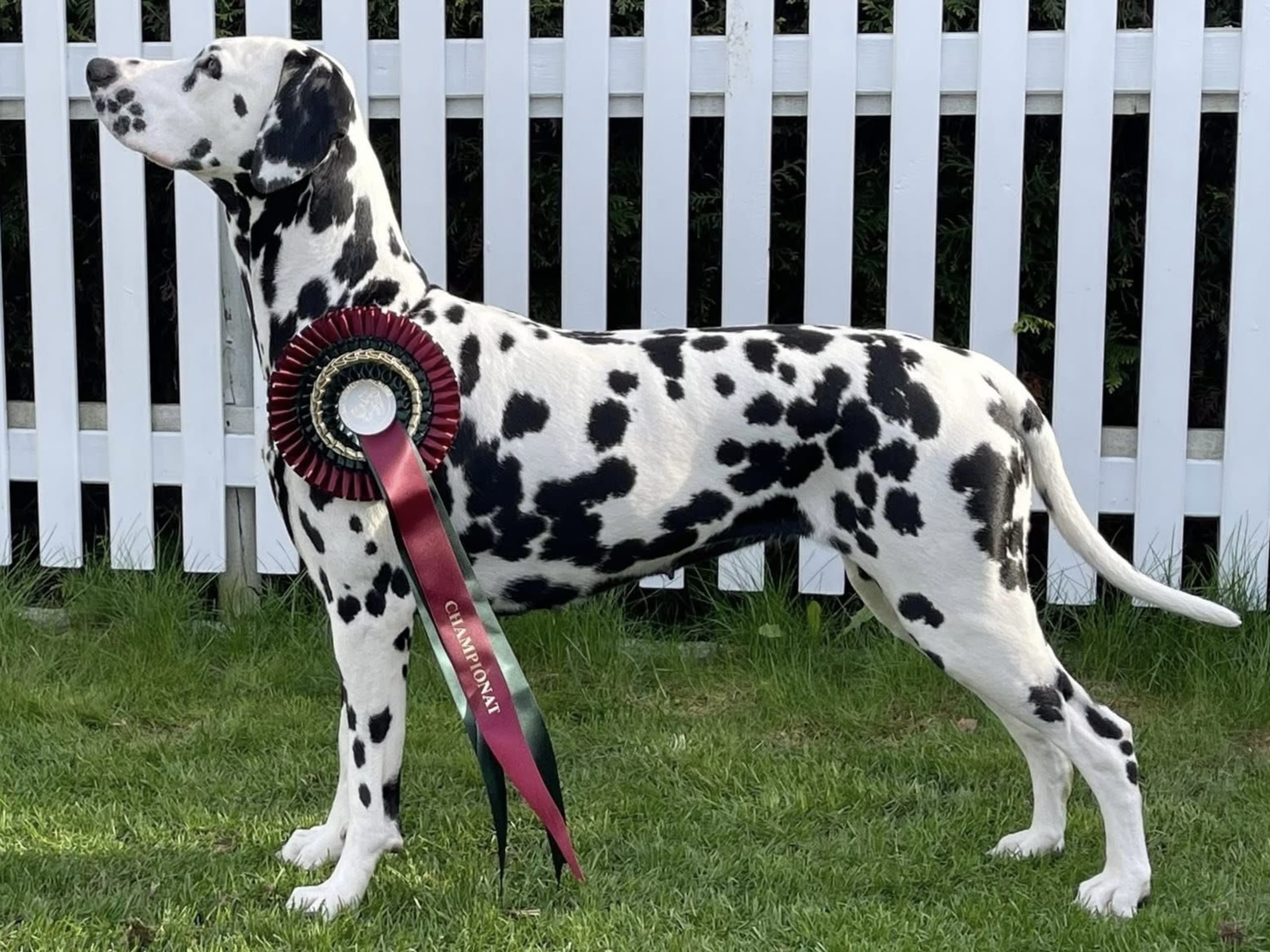 Kennel Shospot