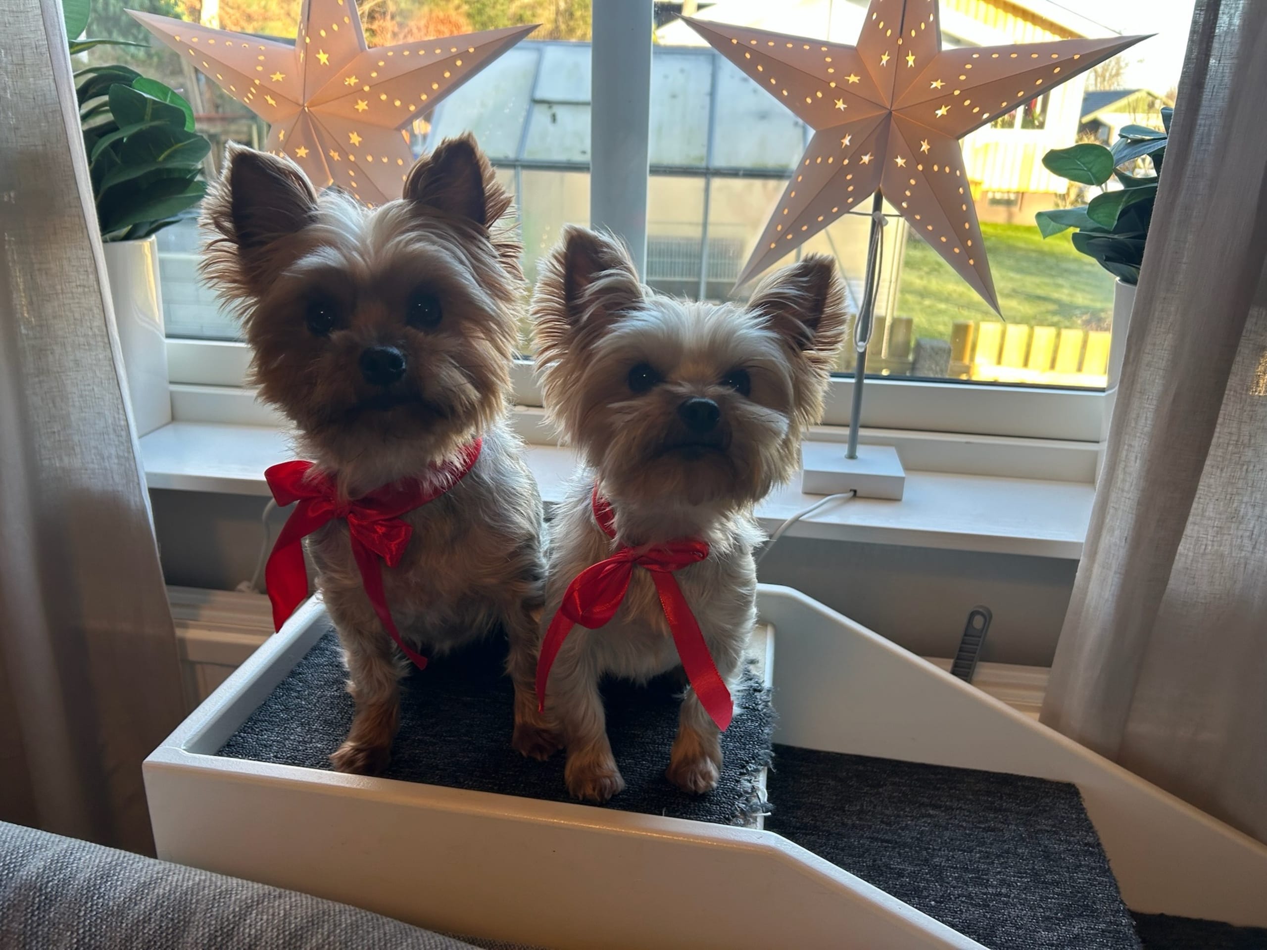 Mount Yorkie