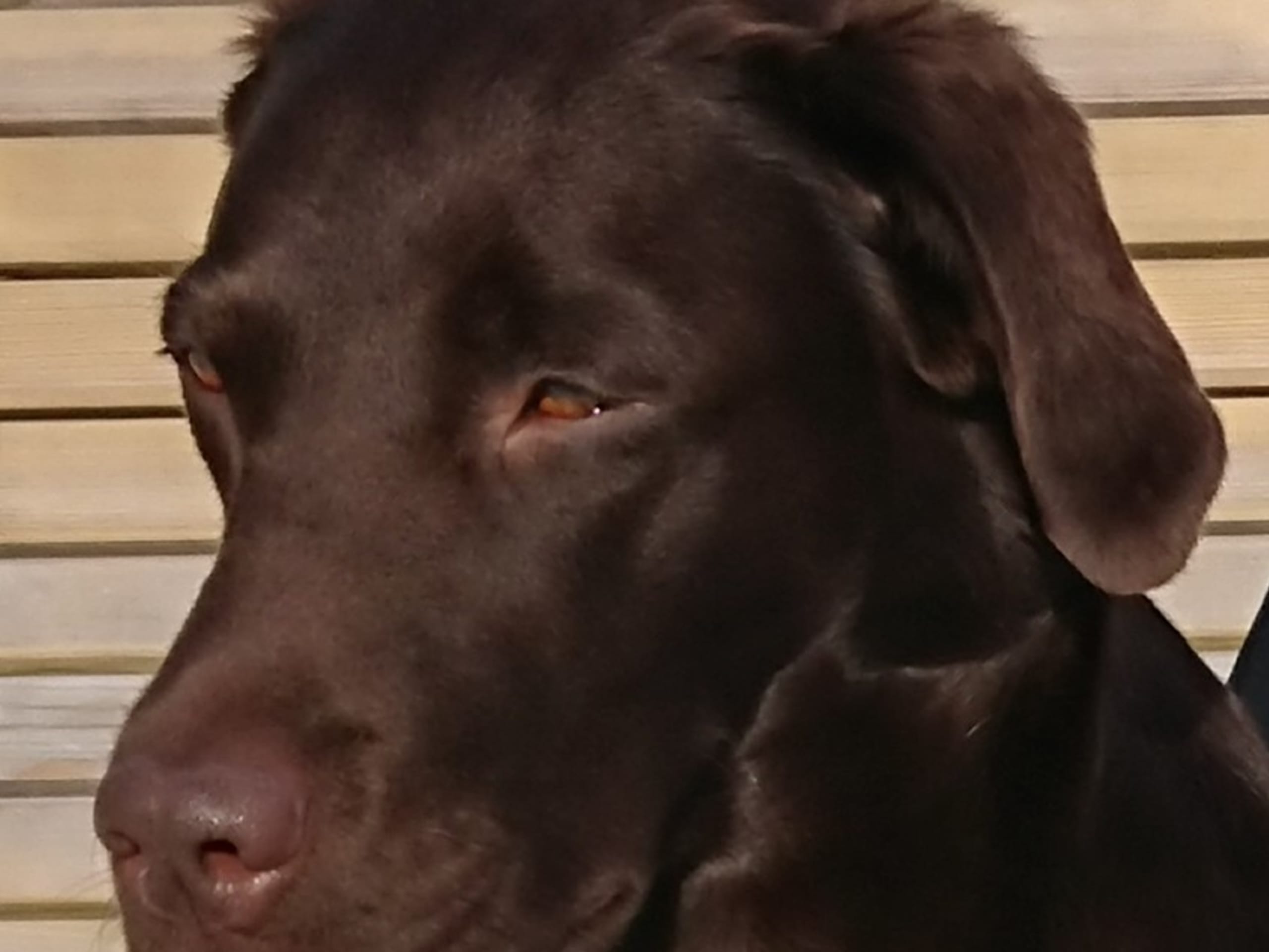 Storåns kennel