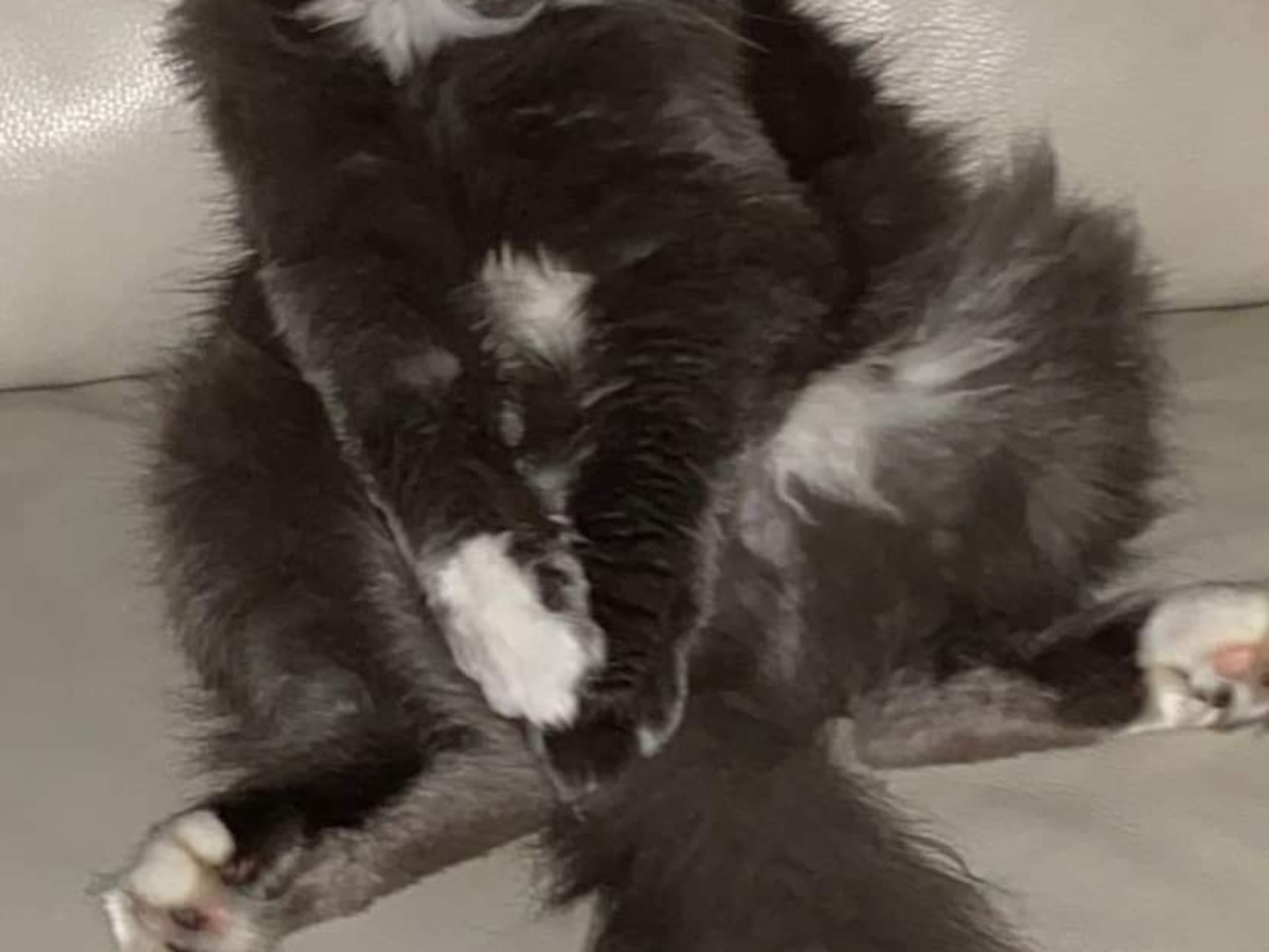 Zisco