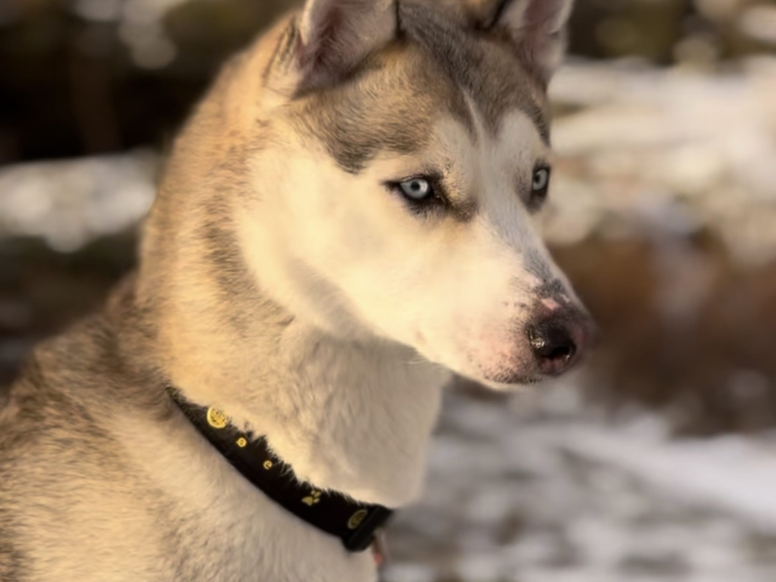 Ingrid Vigre Lofoten Husky