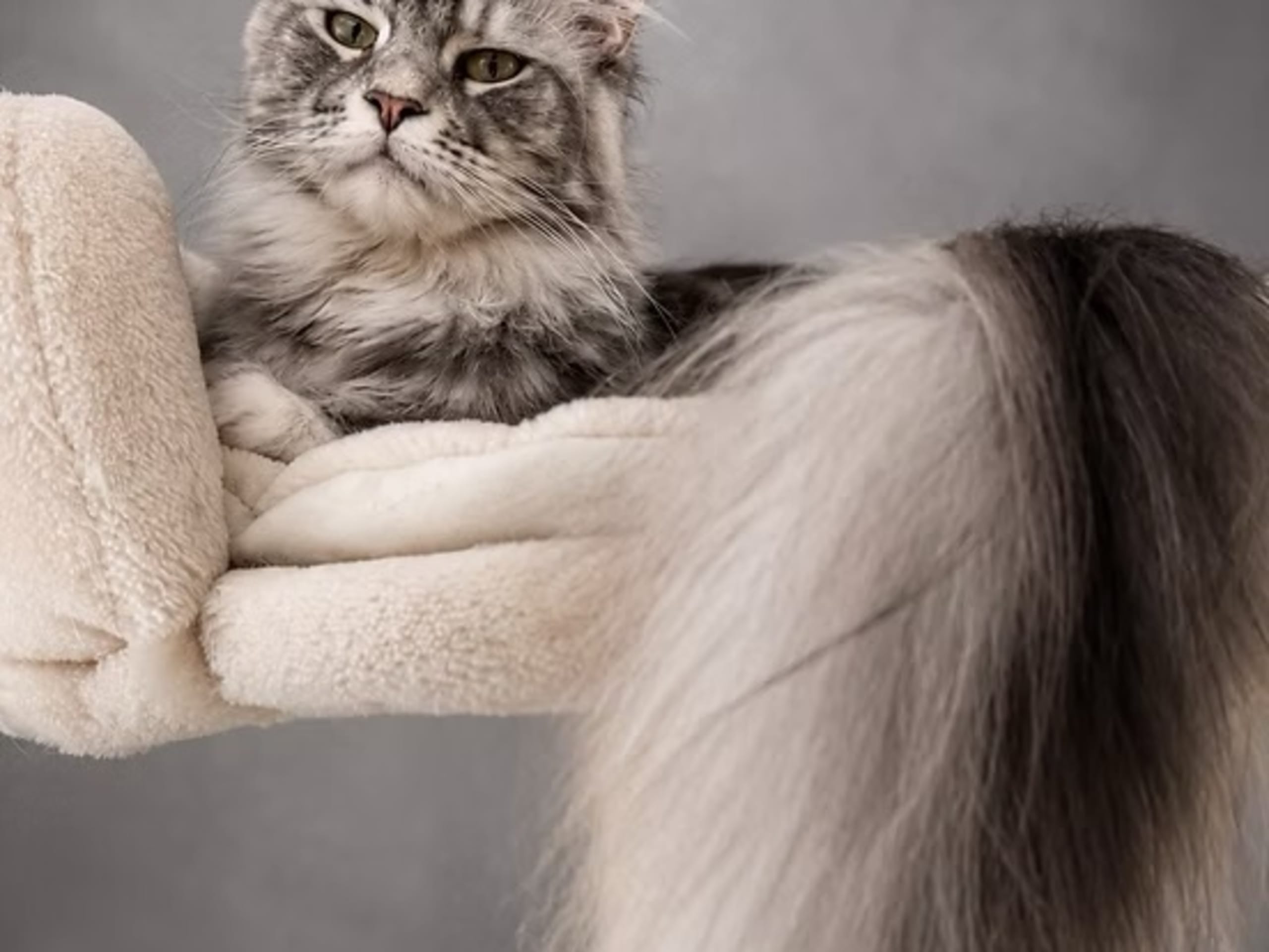JCH, KCH SE*Power Tail's Princess Aurora