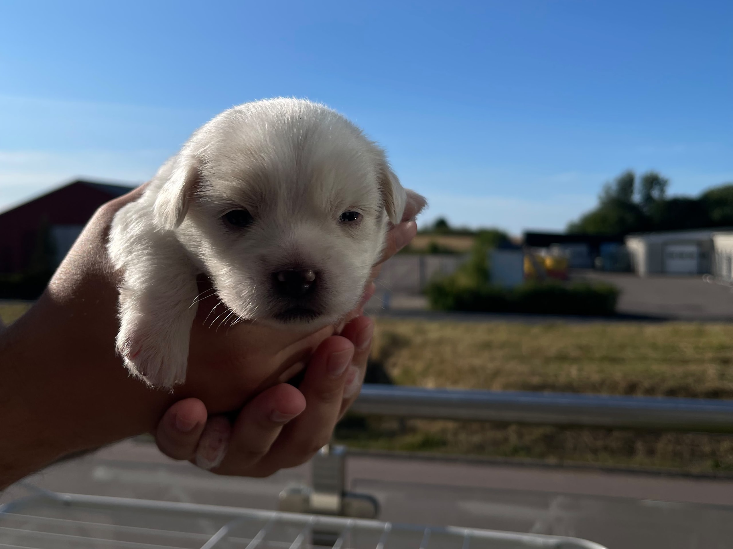 Malteser · Oxie · Mathias O.
