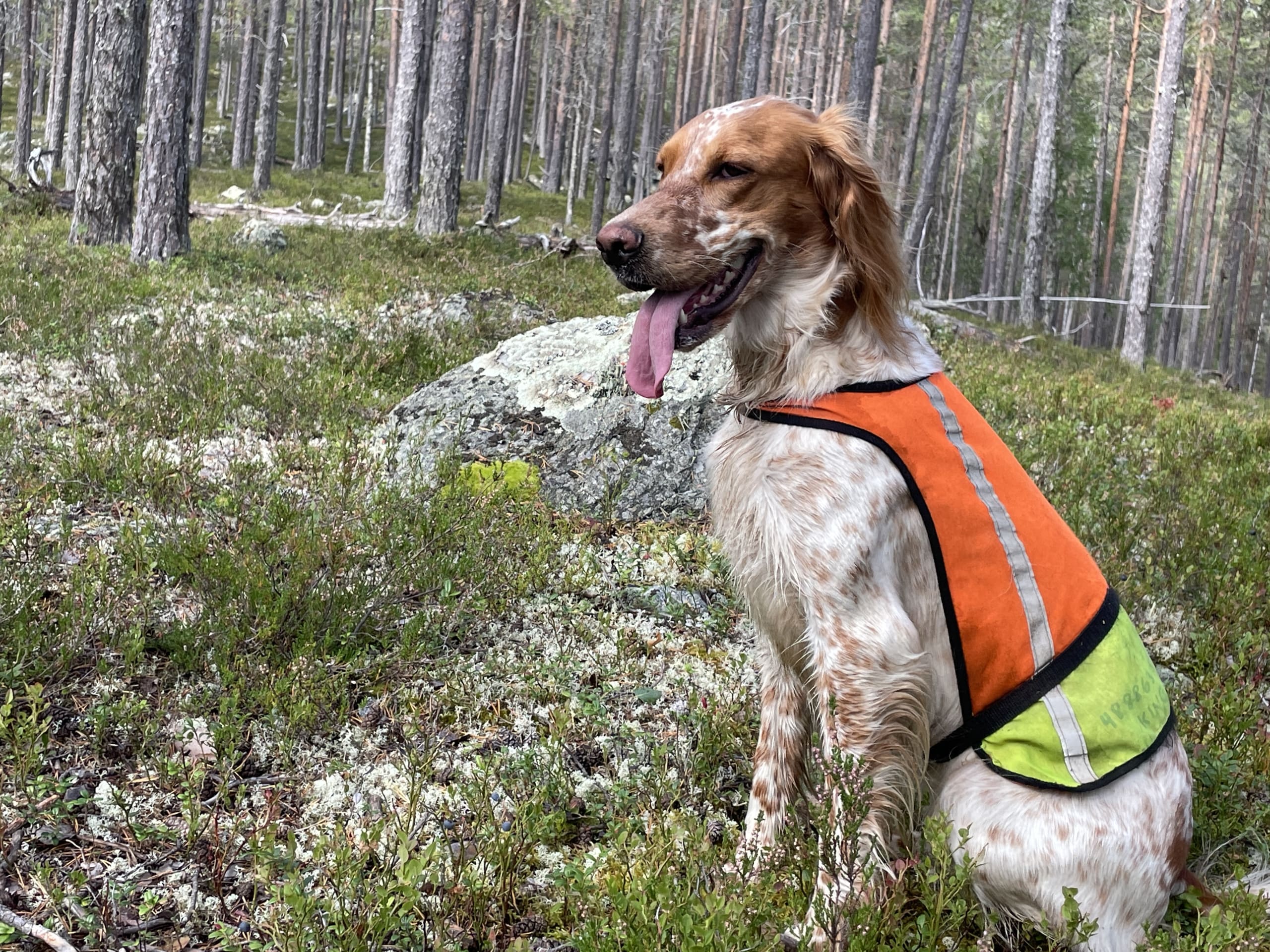 Engelsk setter · Førde · Joachim M.