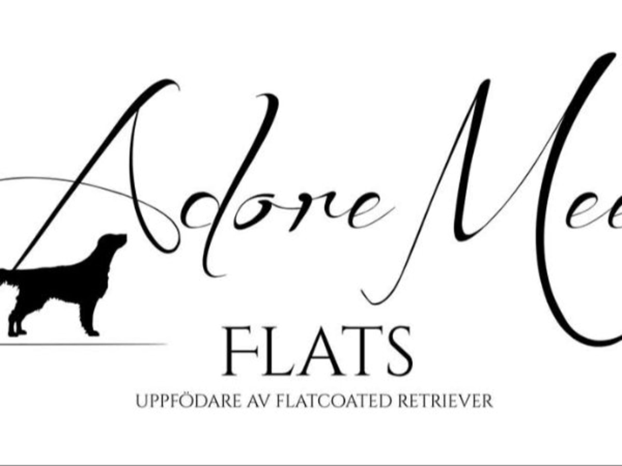 Flat Coated Retriever · Färgelanda · Adore Mee Flats