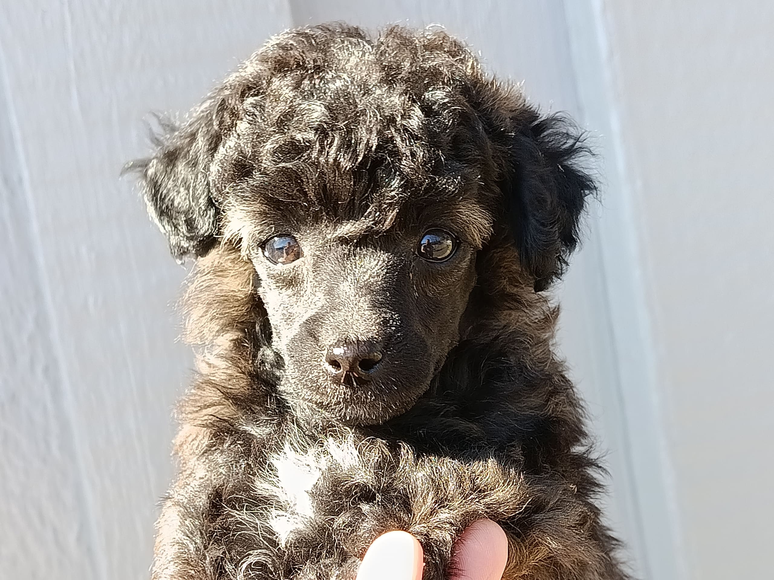 Hjortkvarns Cavapoo
