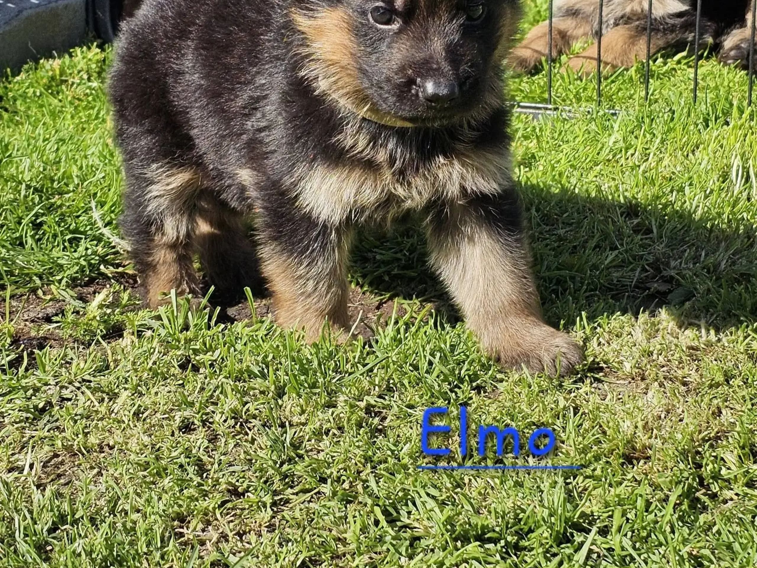 German Shepherd Dog · Orkanger · Theahagen