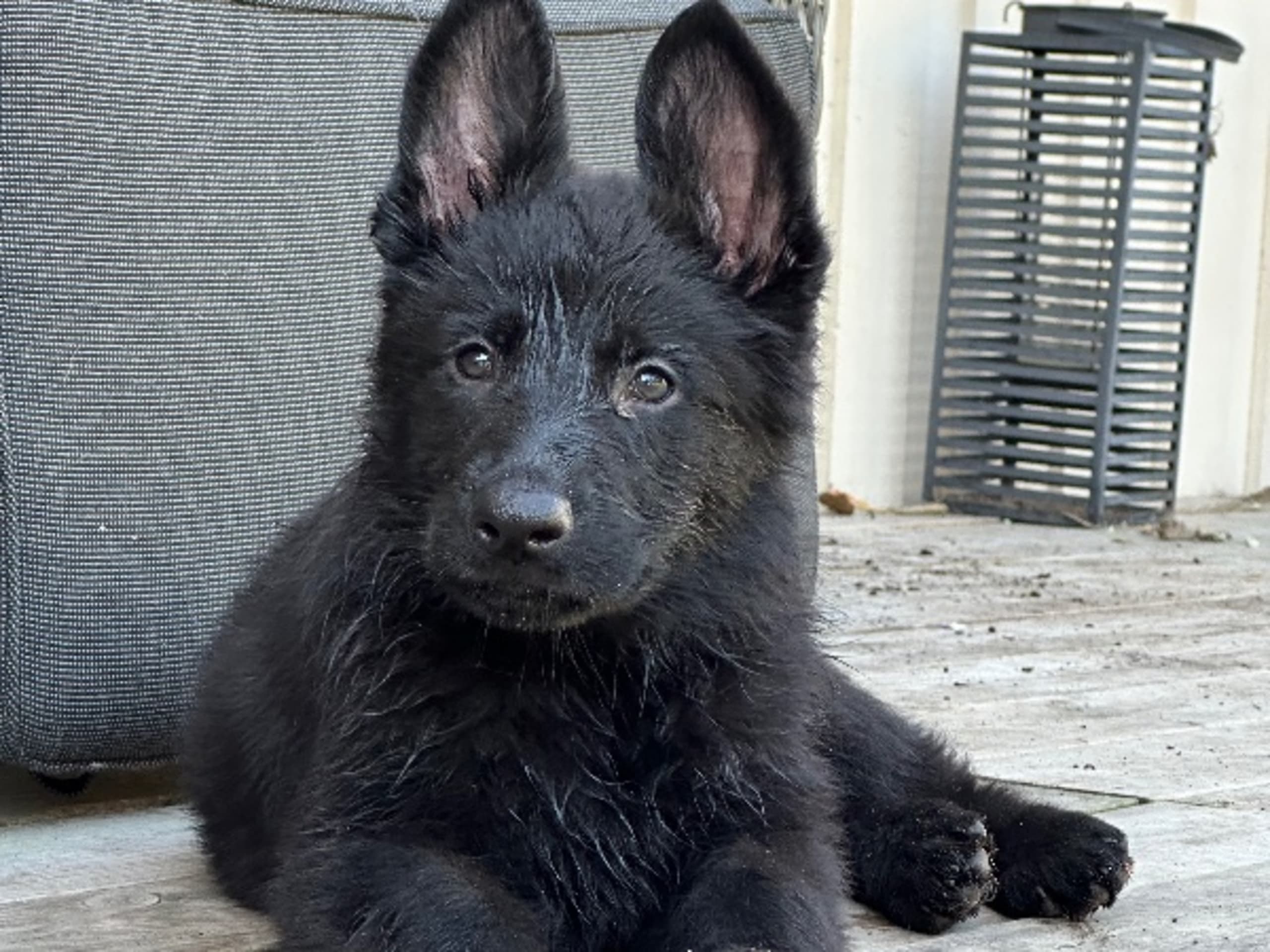 Tysk Schäferhund · Ljungbyholm · Thunder Dust´s Kennel