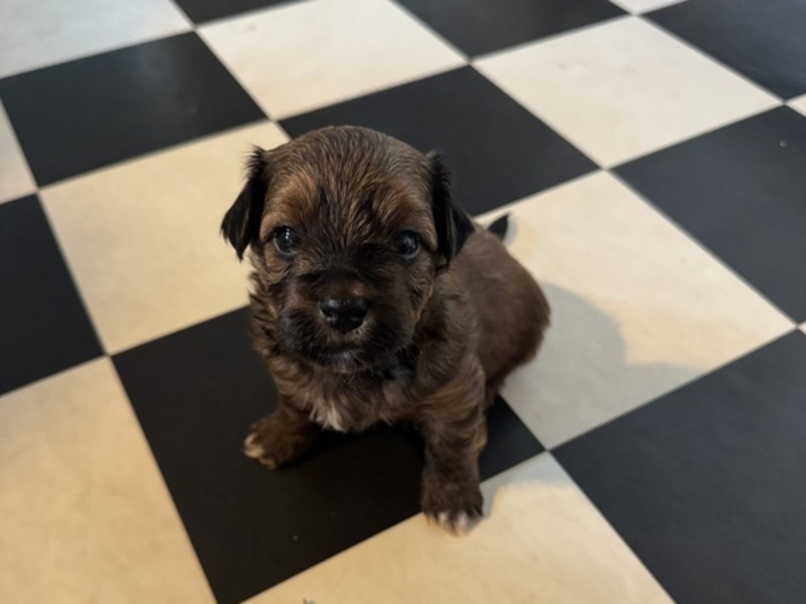 Bichon havanais · Kerteminde · HavaByBlessing's