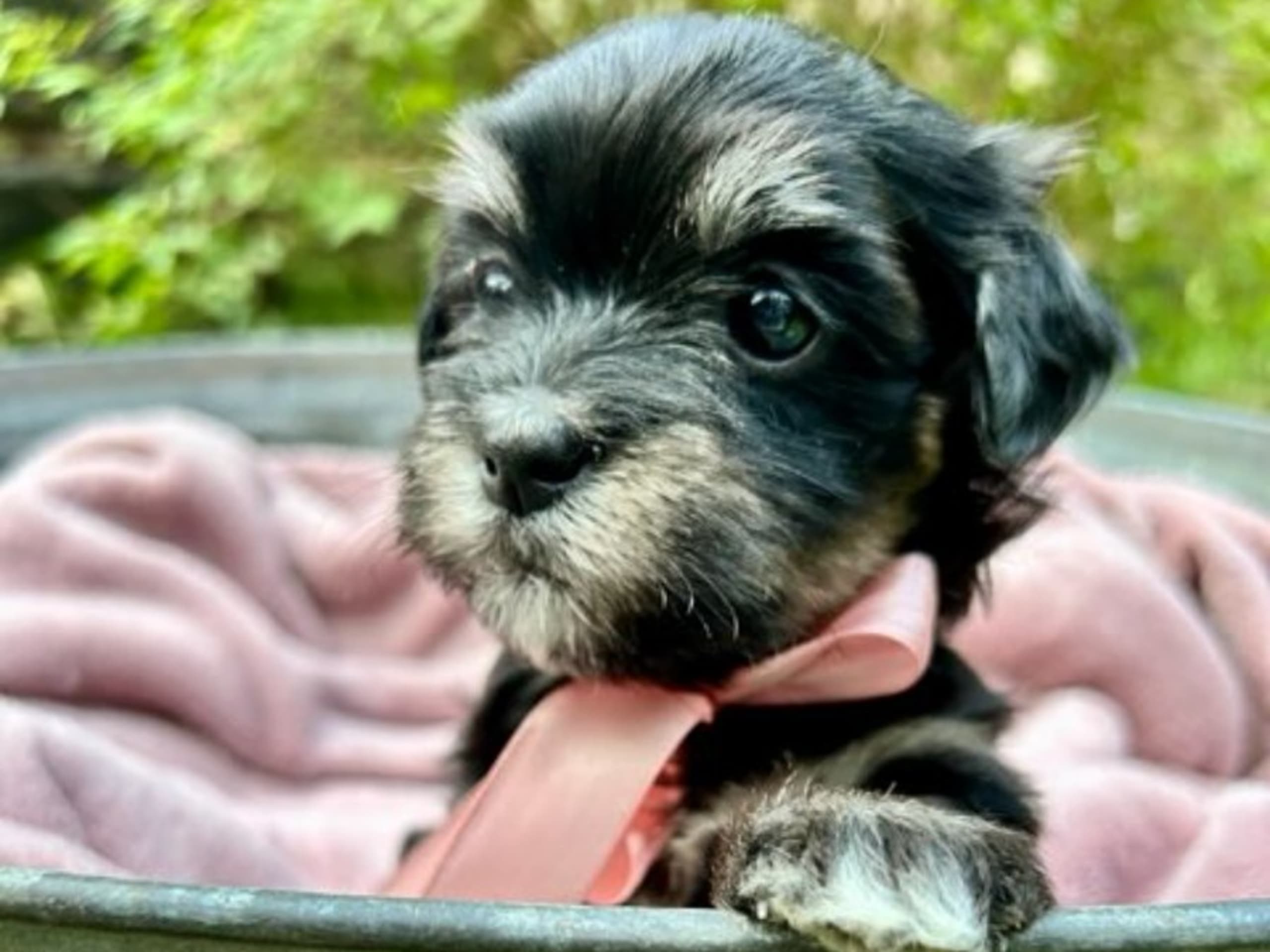 Bichon havanais · Veberöd · Hedbergs Härliga
