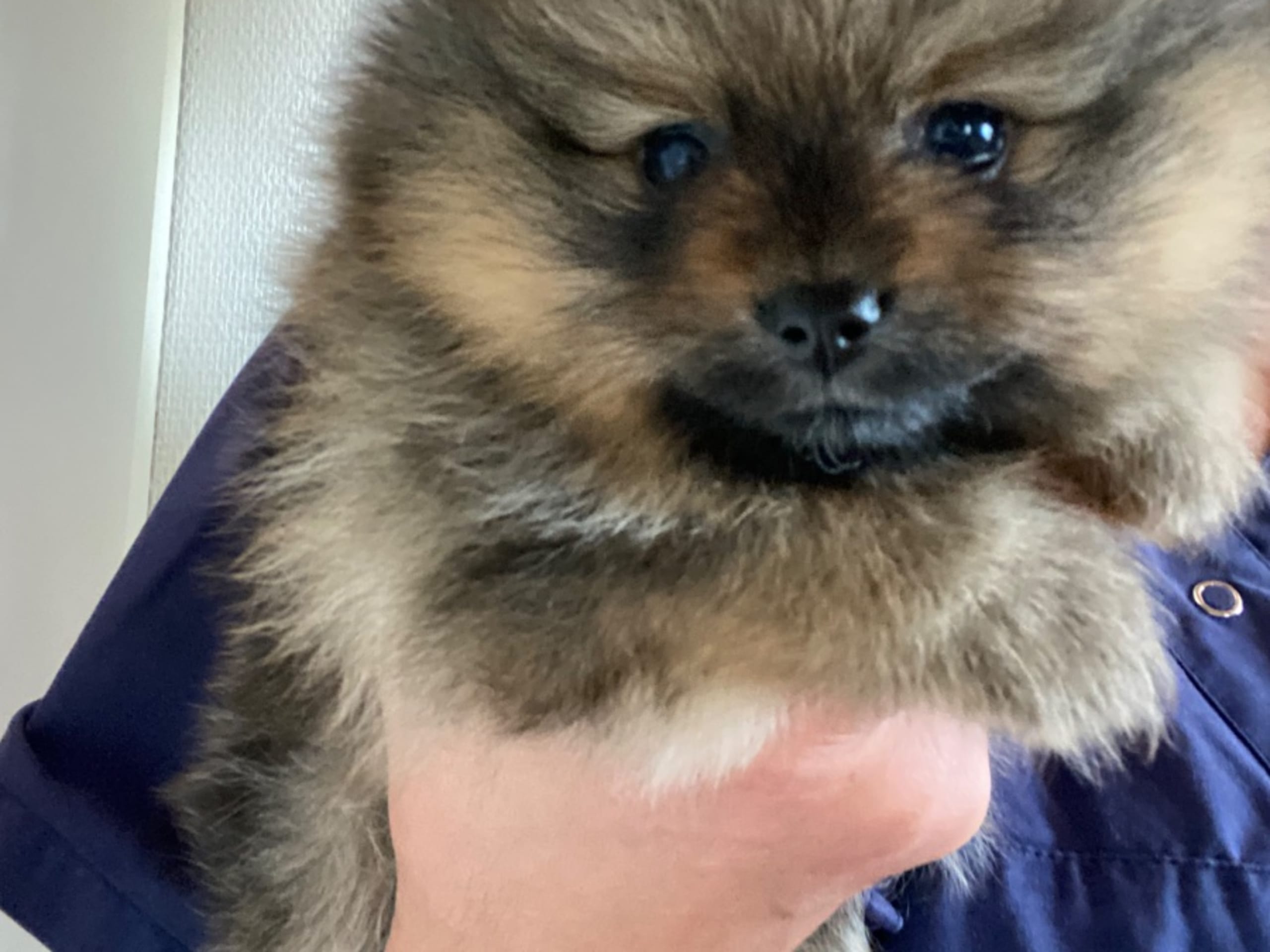 Pomeranian