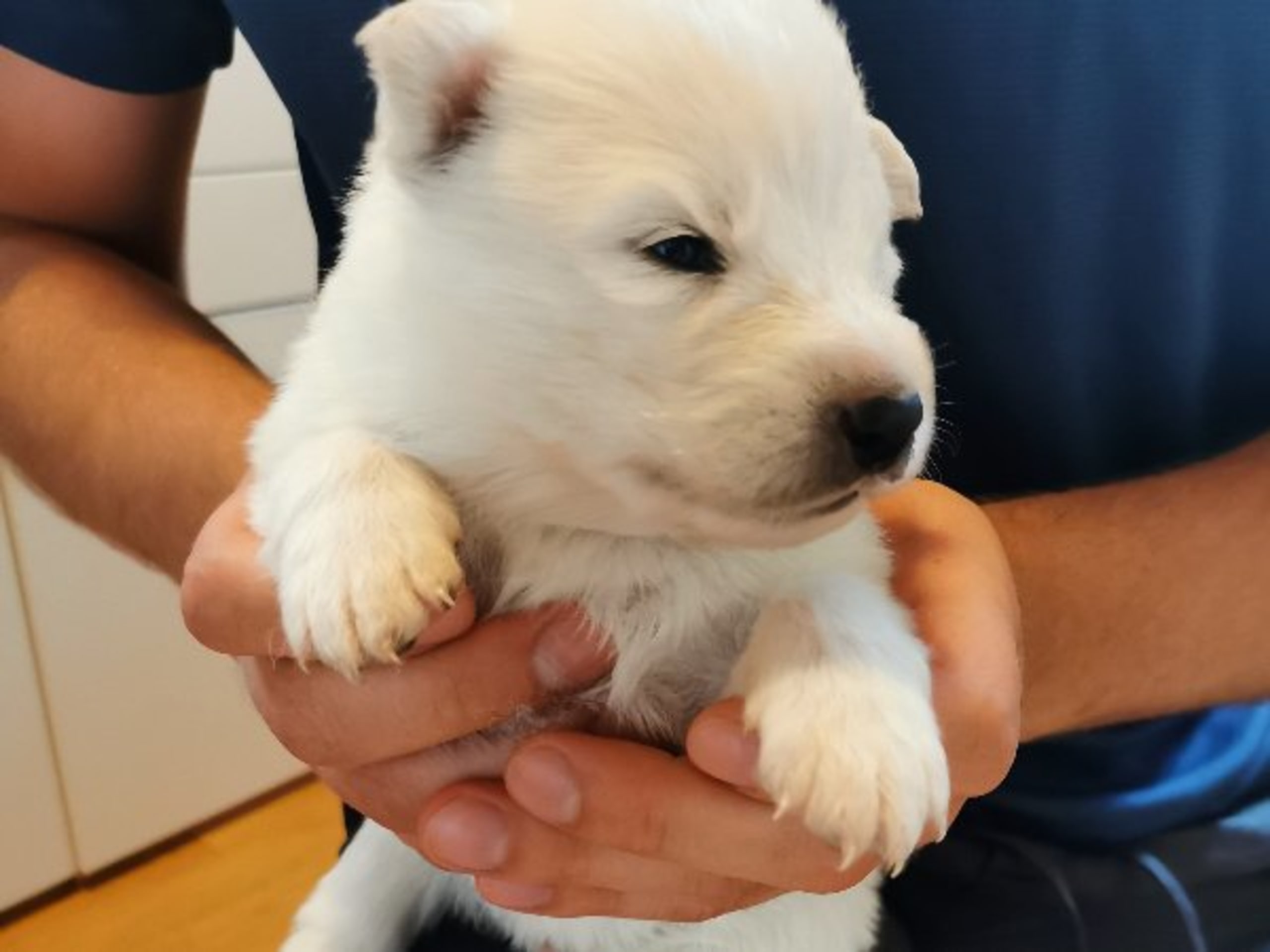 Samojedhund · Älvsjö · Annika Granlund