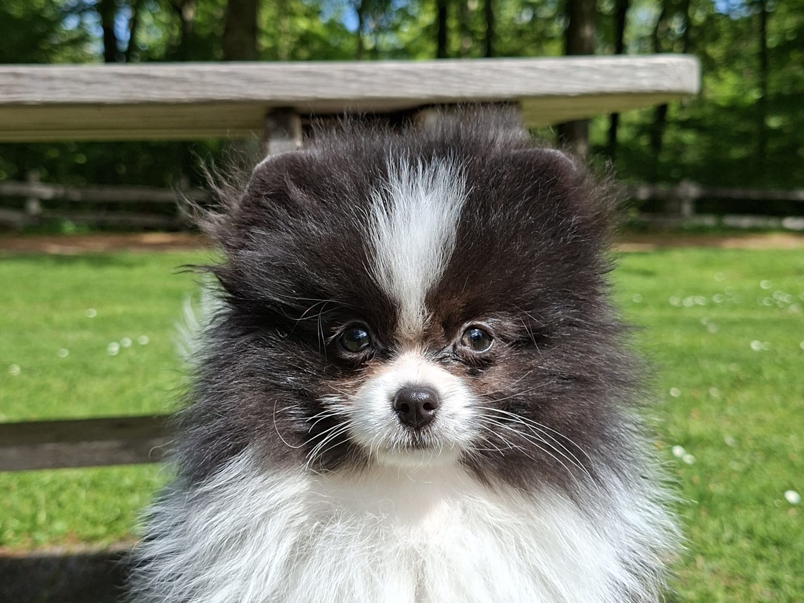 Pomeranian · Tyringe · Bodil N.
