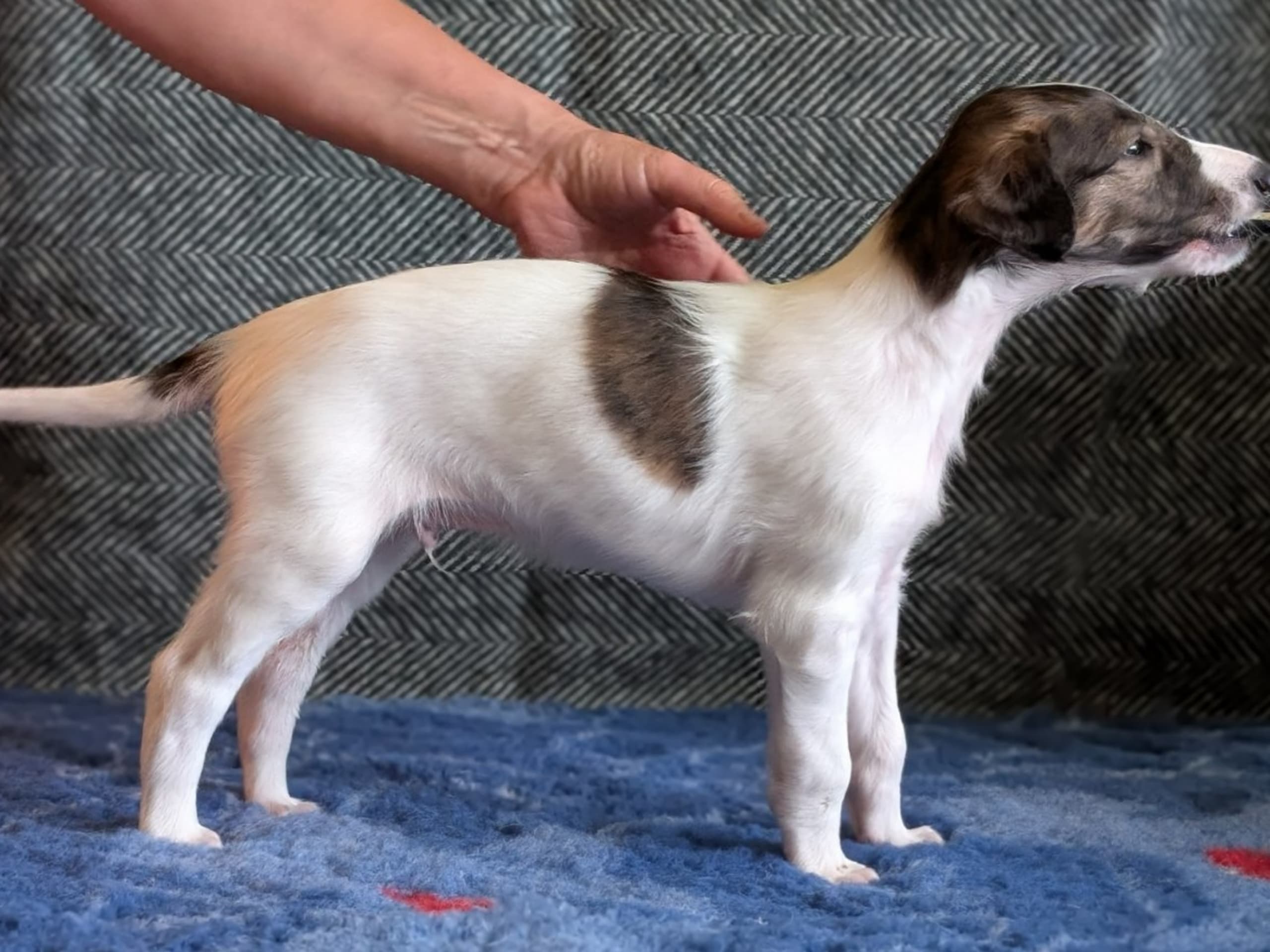 Borzoi · Västra Frölunda · Bravehounds