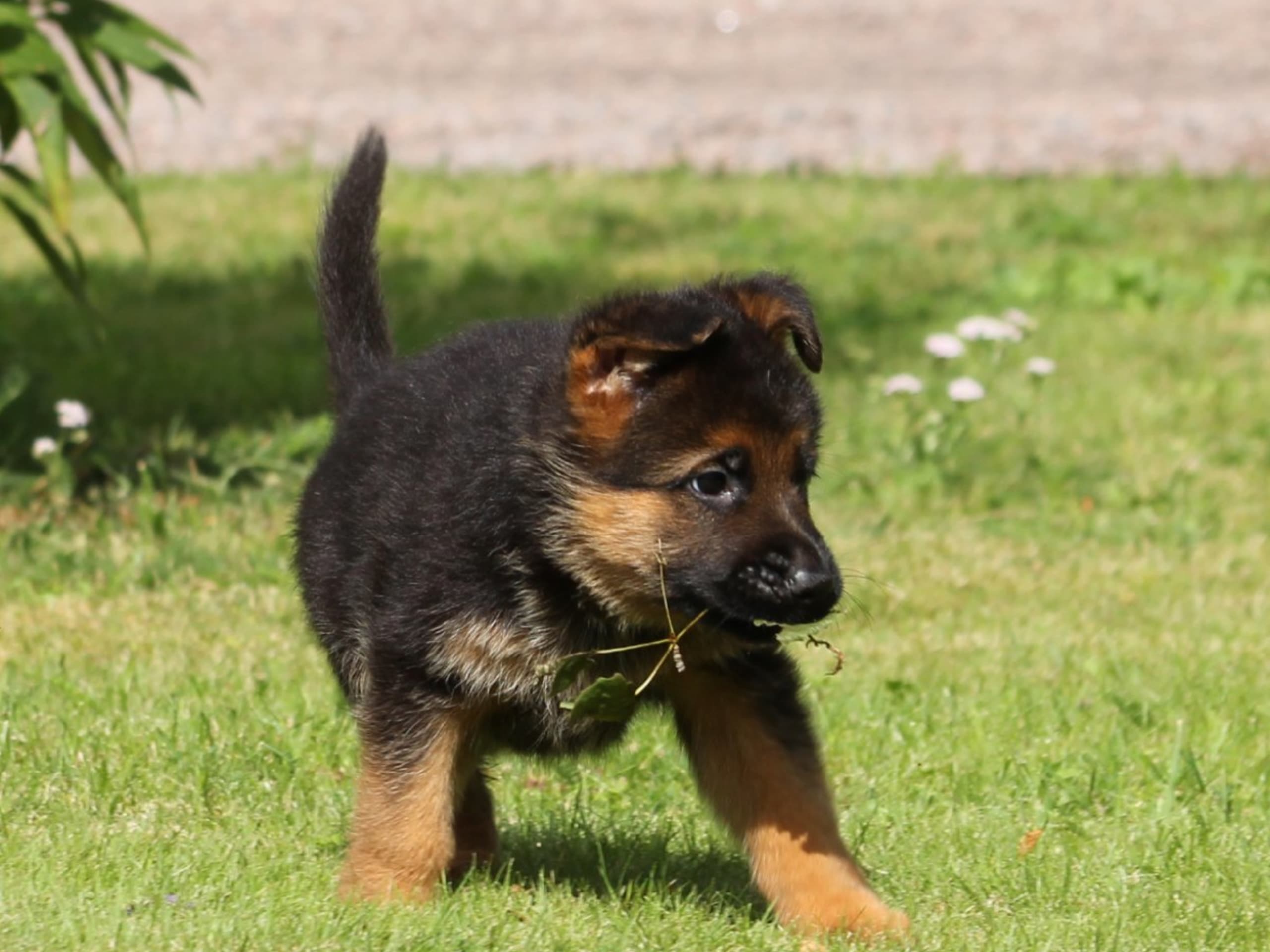 Schæferhund · Töreboda · Crestline's