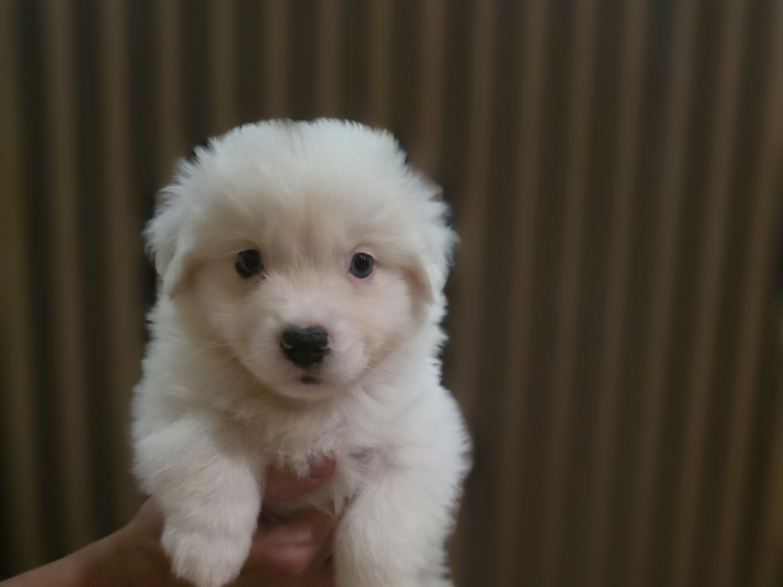 Miniature American Shepherd · Hyllinge · LINA B.