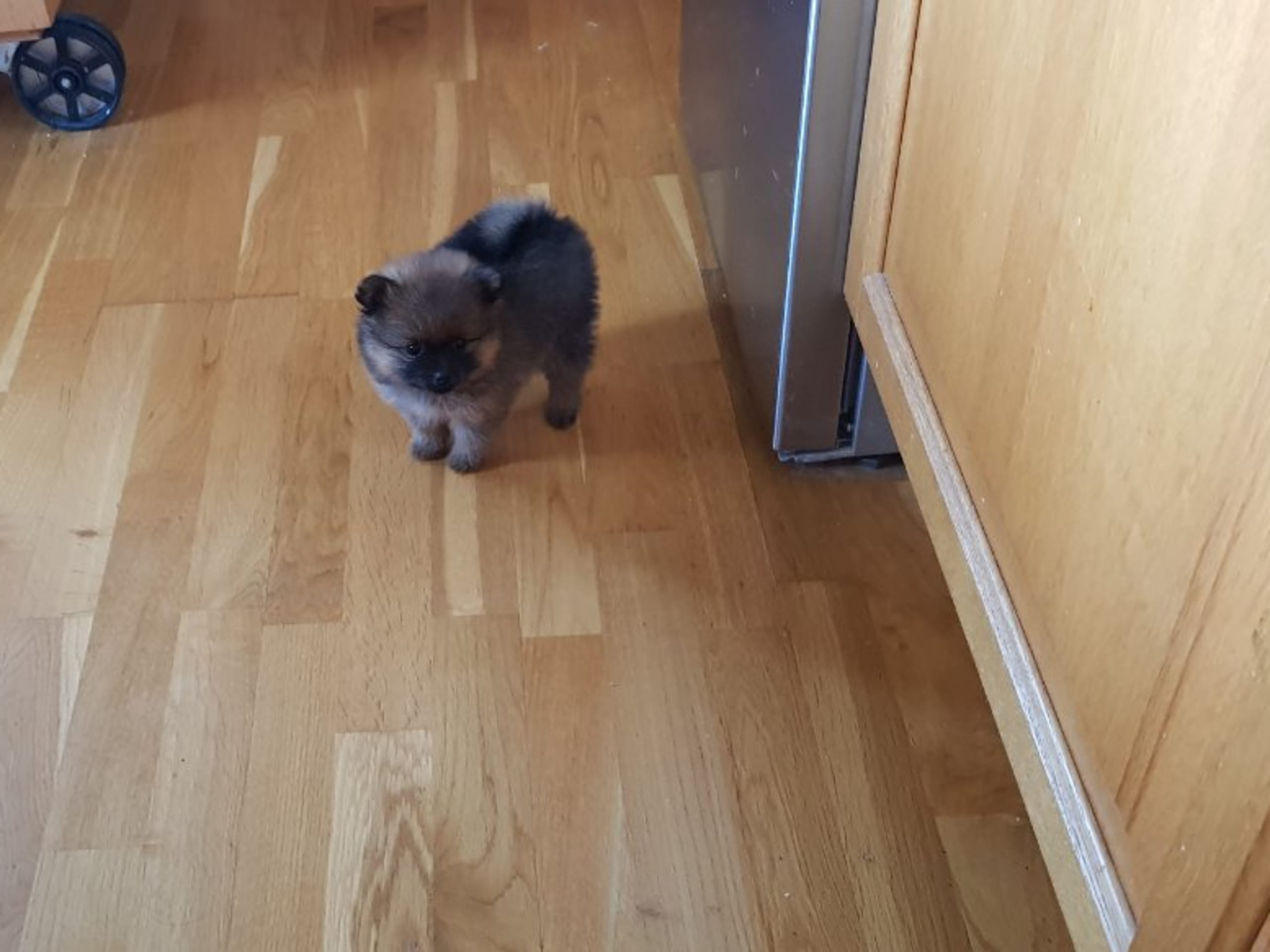 Pomeranian · Ed · Small Power