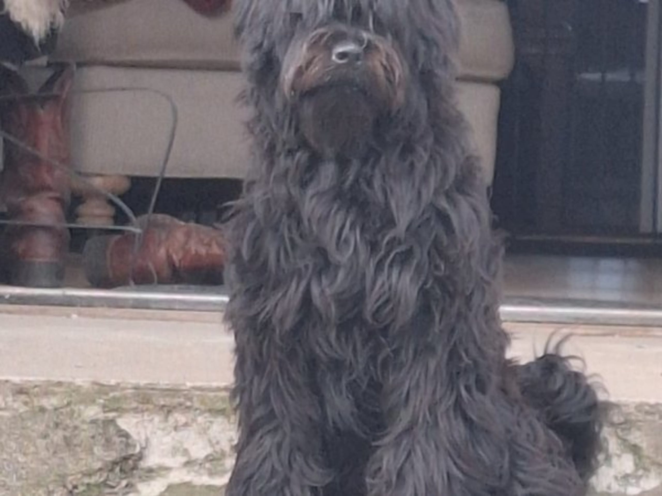 Tibetansk terrier · Hörby · Khambas