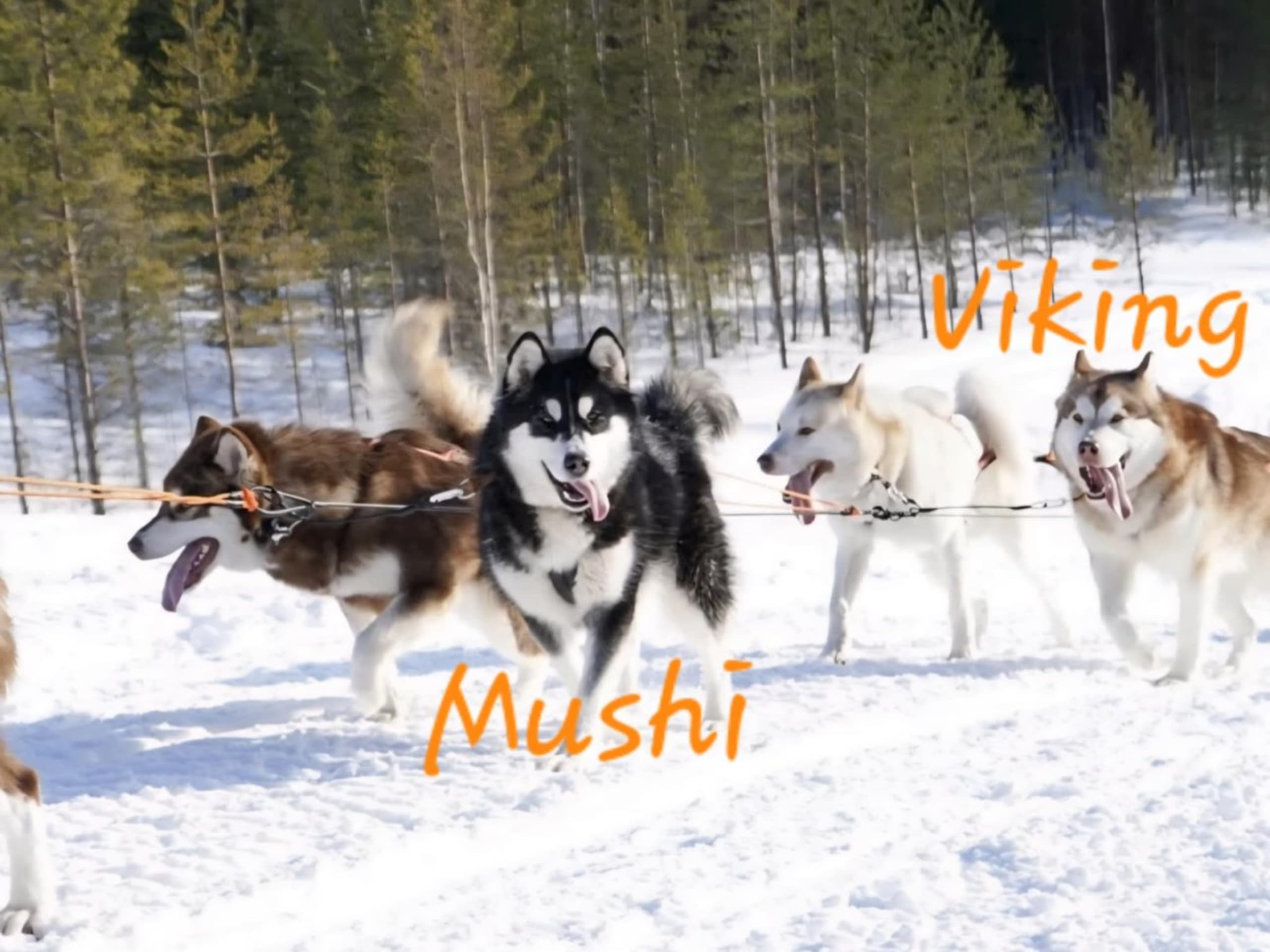 Alaskan malamute · Kil · Cheenik's