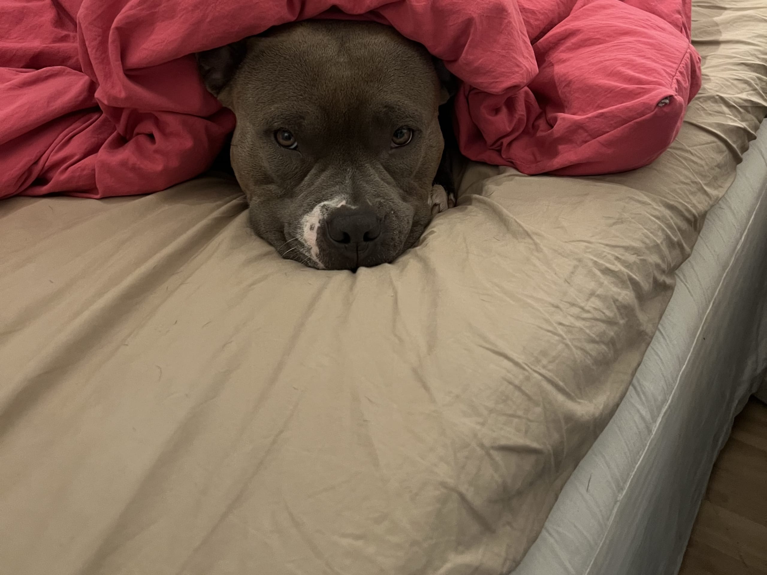 American Bully · København · Joan J.
