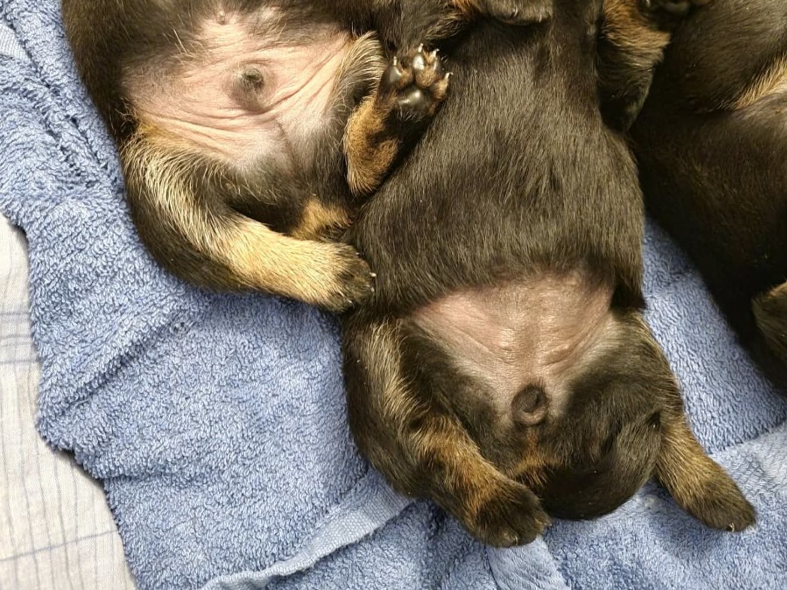 Lancashire heeler · Tingsryd · Asatrons kennel