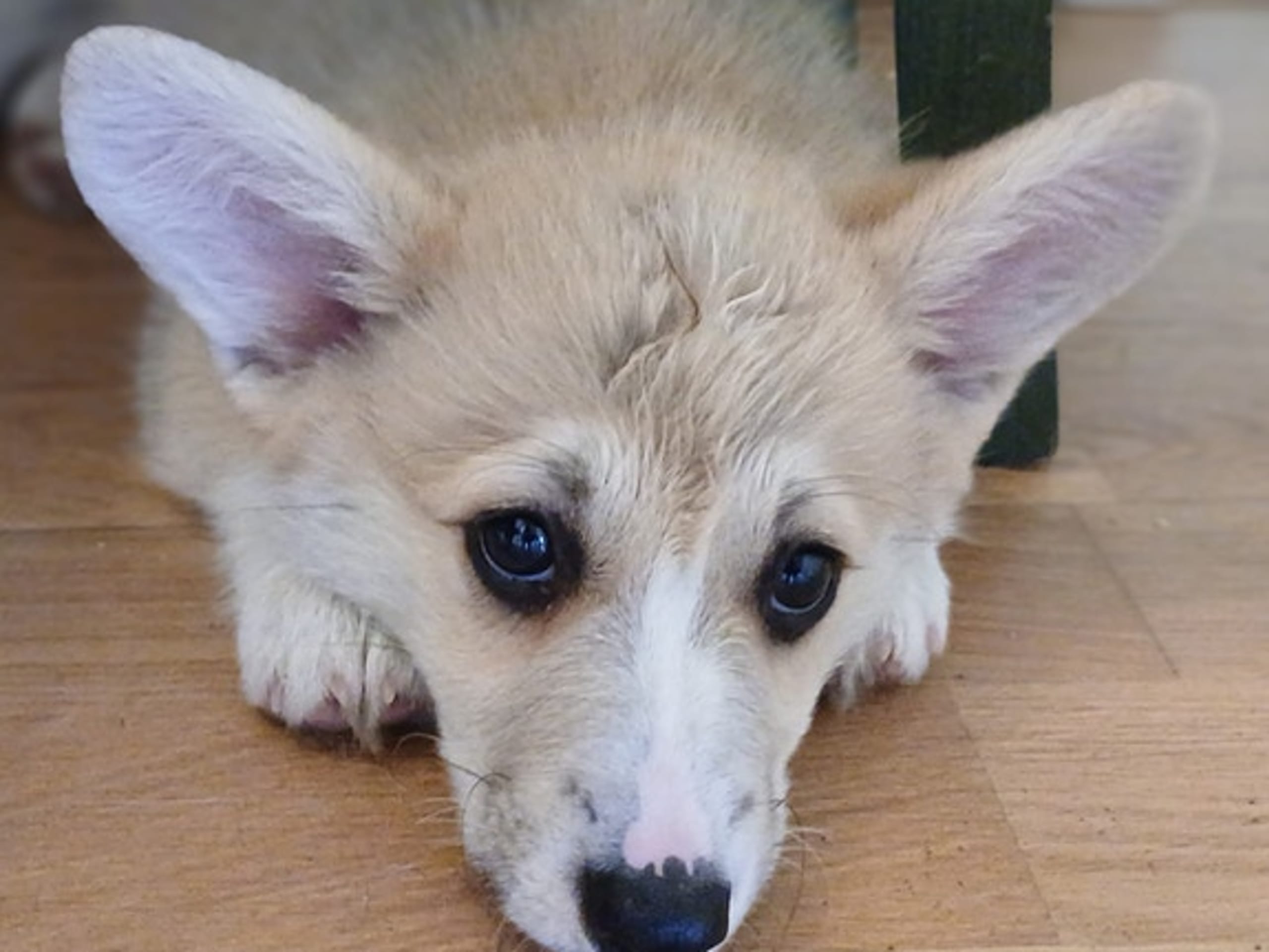 Welsh corgi pembroke · Tobøl · Karianne Cowle Øverby