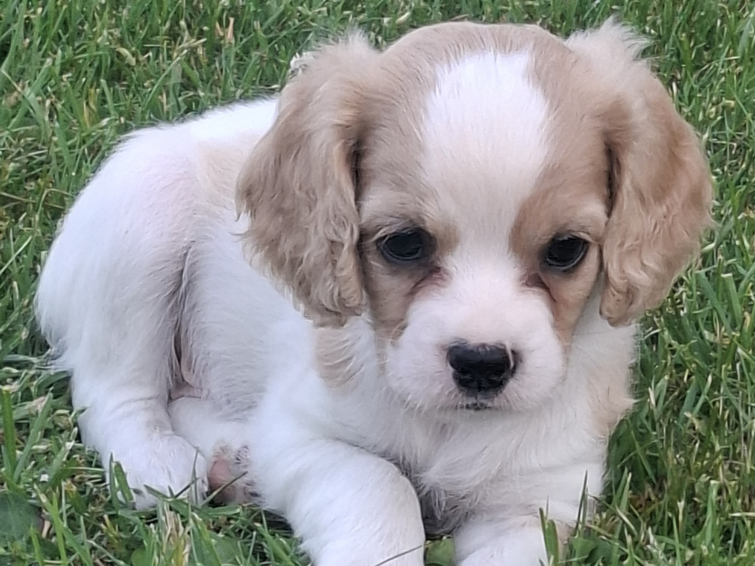 Cavapoo