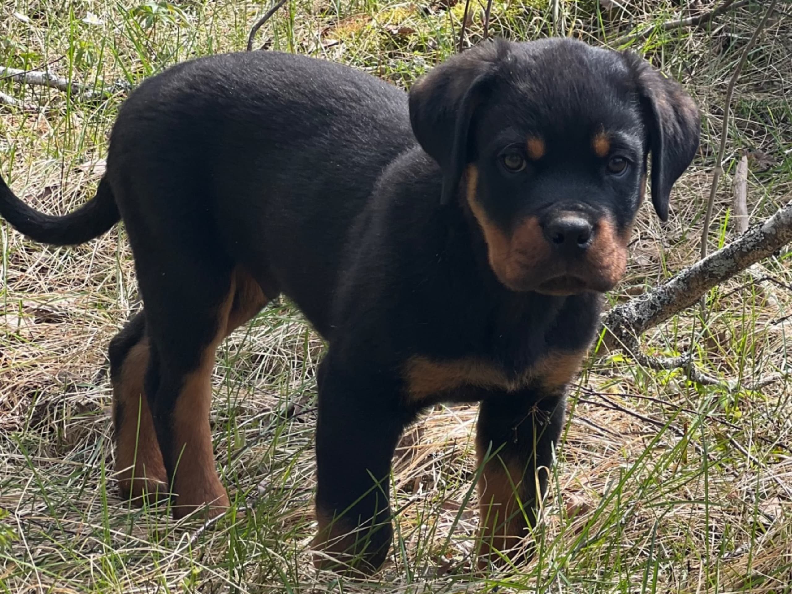 Rottweiler · Fjärdhundra · Yanx’s