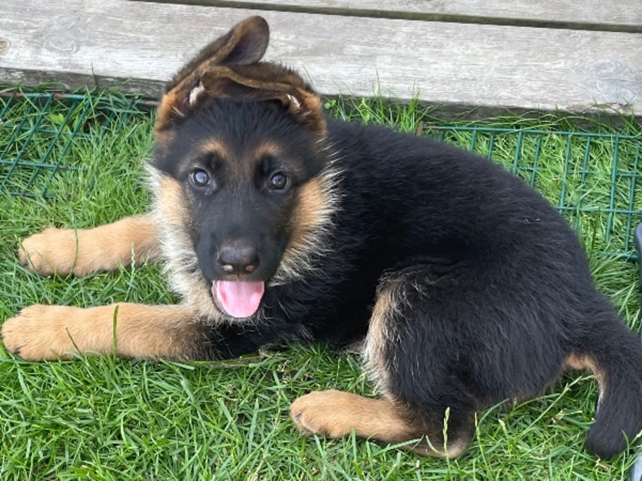 Schæferhund · Marieholm · Birgdahls