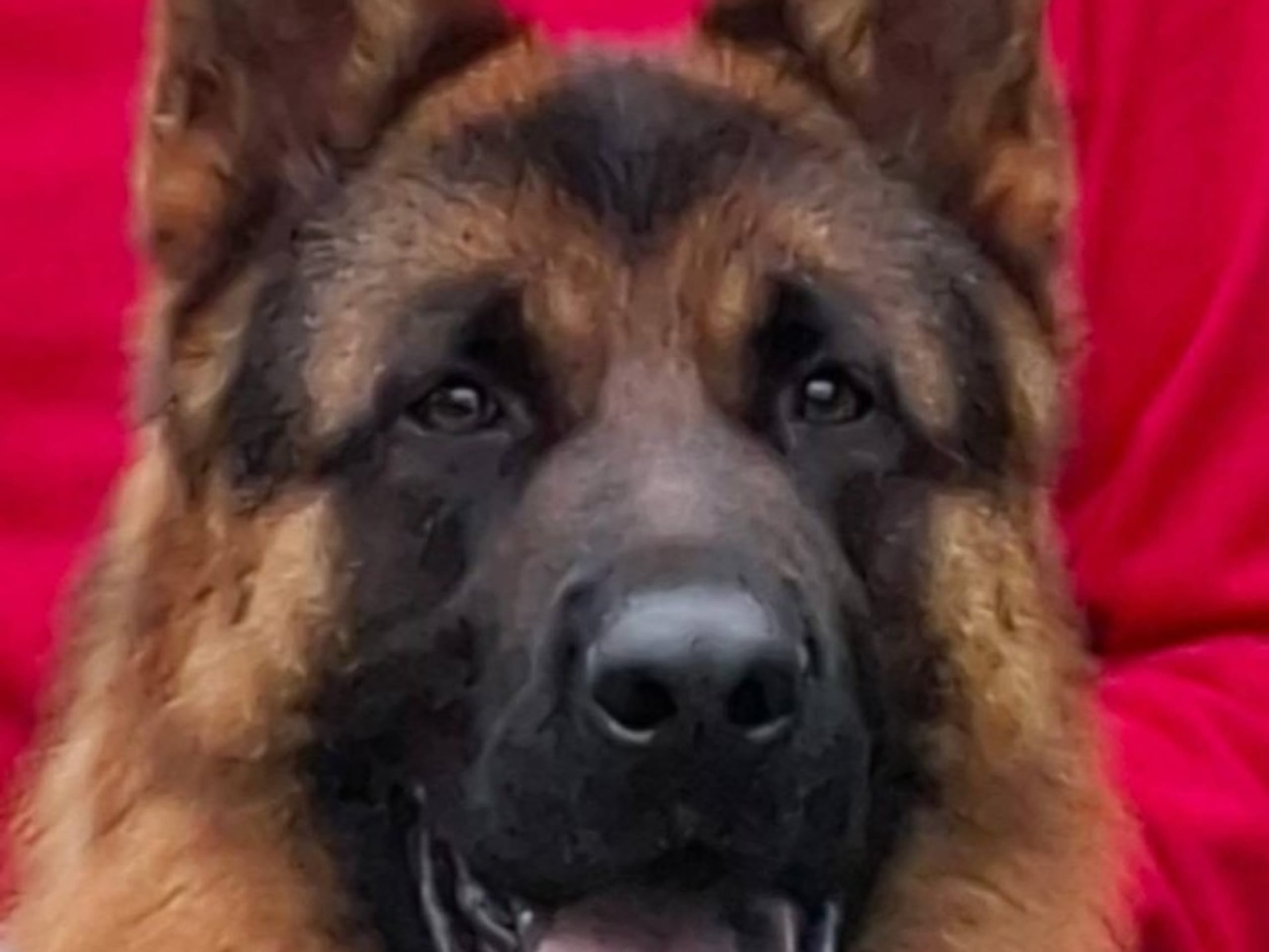Tysk Schäferhund · Robertsfors · Korssjötorpets