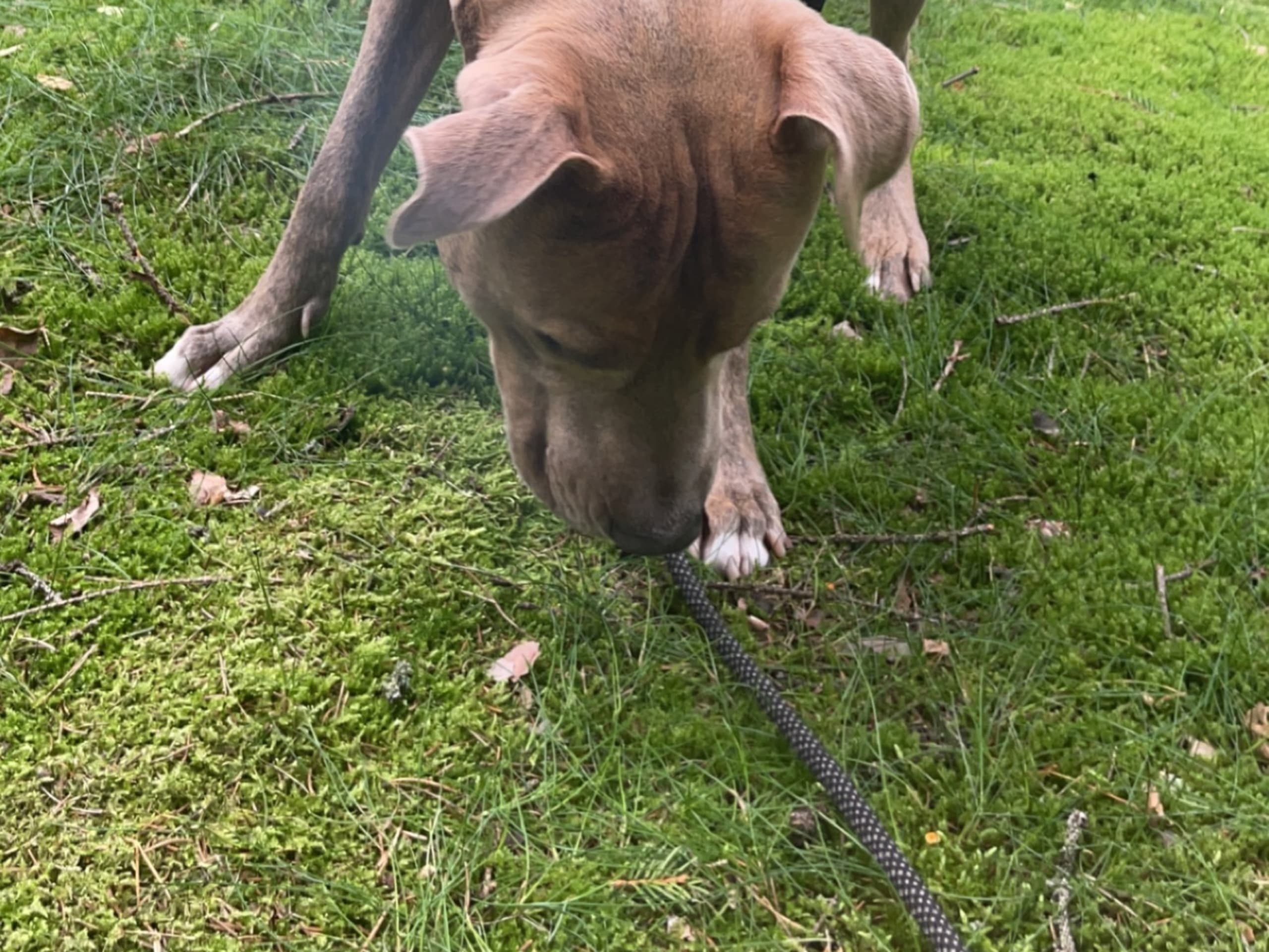 Pitbull/bully · Hisings Backa · Gabriella B.