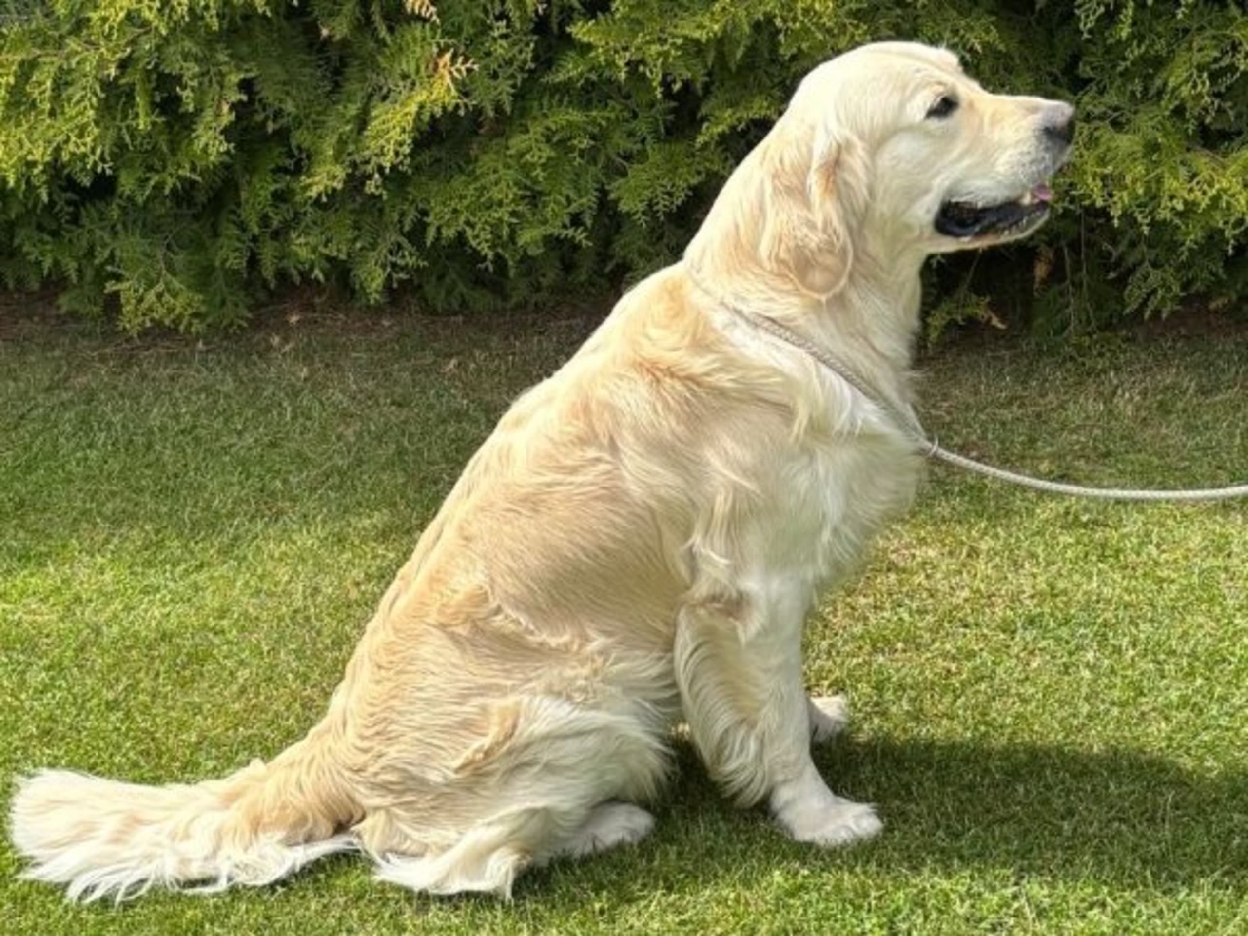 Golden Retriever · Tibro · Axa Golden Star's