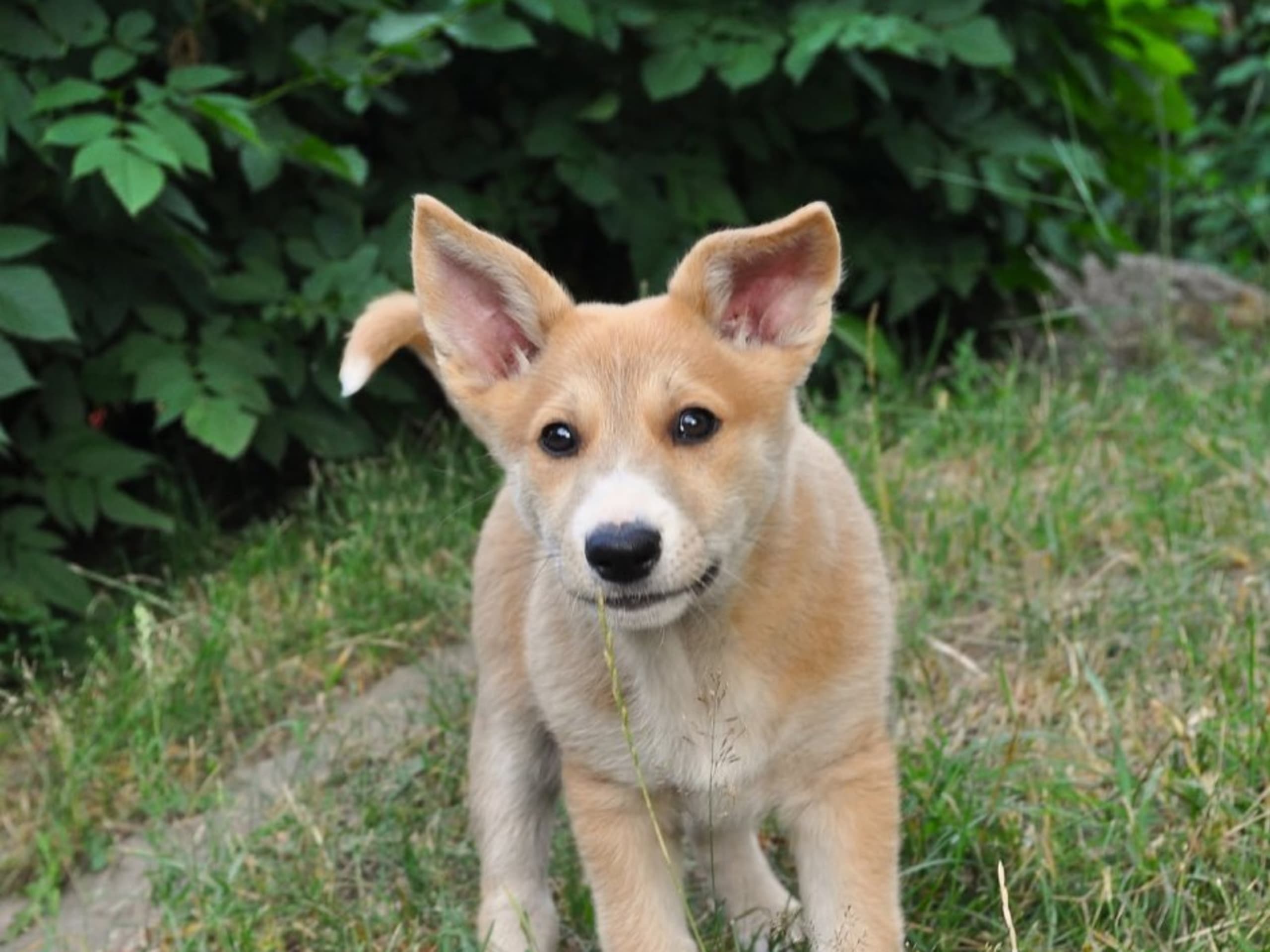 Kanaanhund · Alvesta · Chanco´s