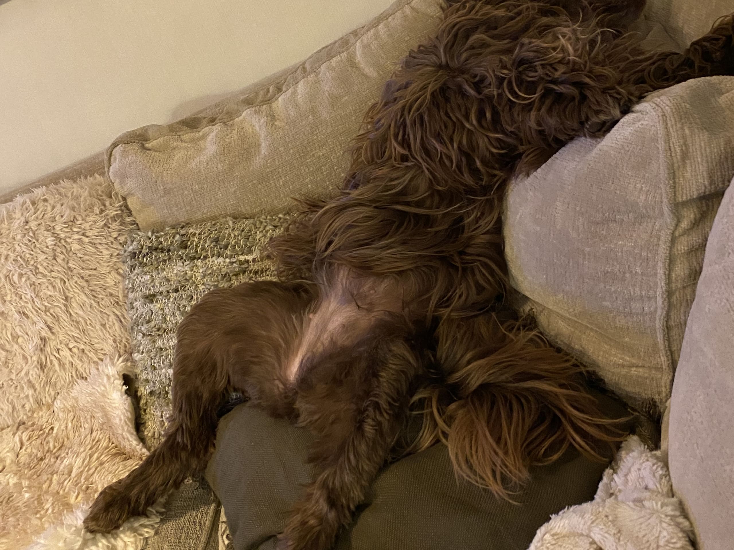 Portugisisk vannhund · Bergen · Eva C.