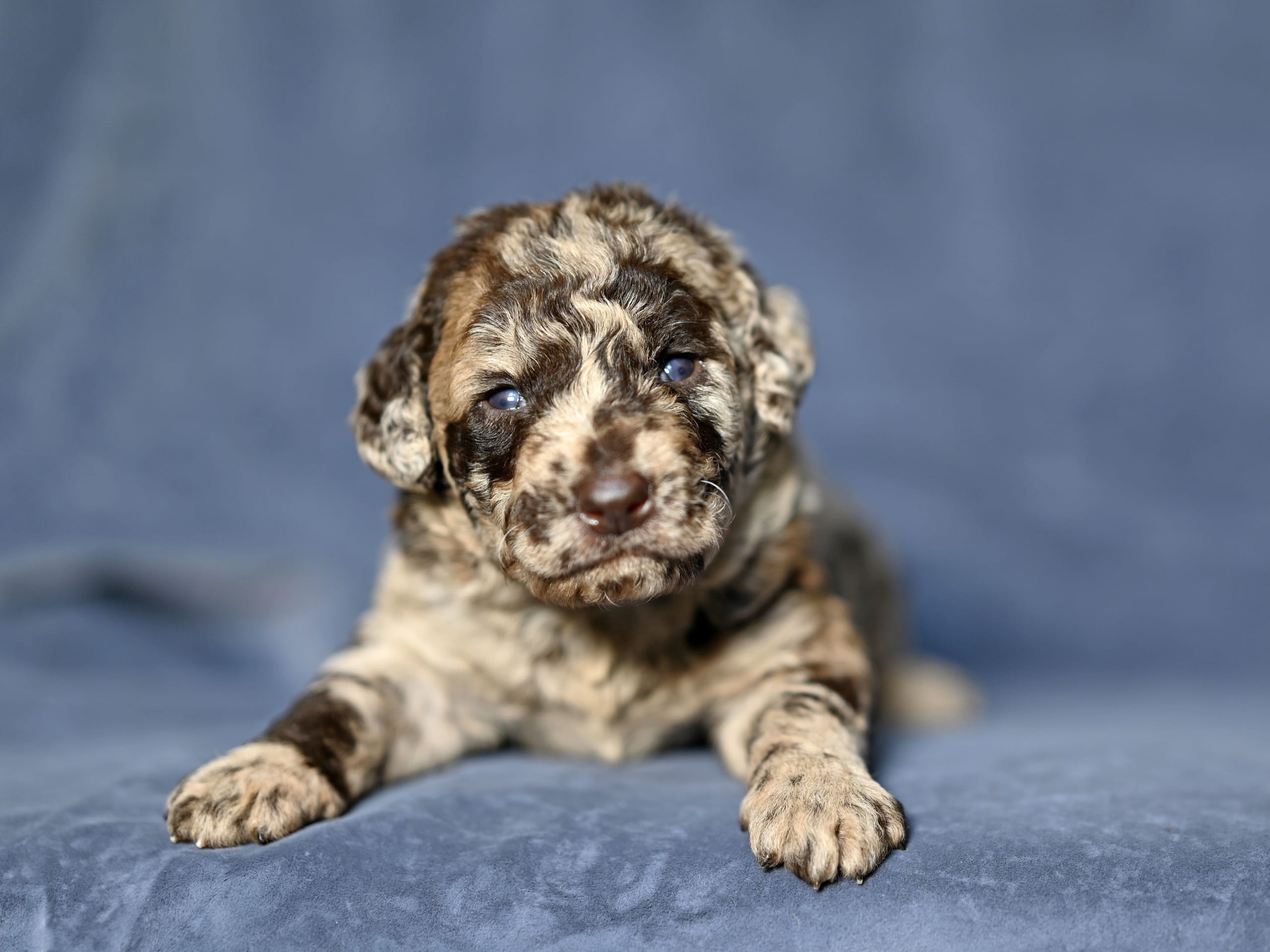 Labradoodle mini mellan ( Labrador / Pudel) · Gårdsjö · Devzdoodle