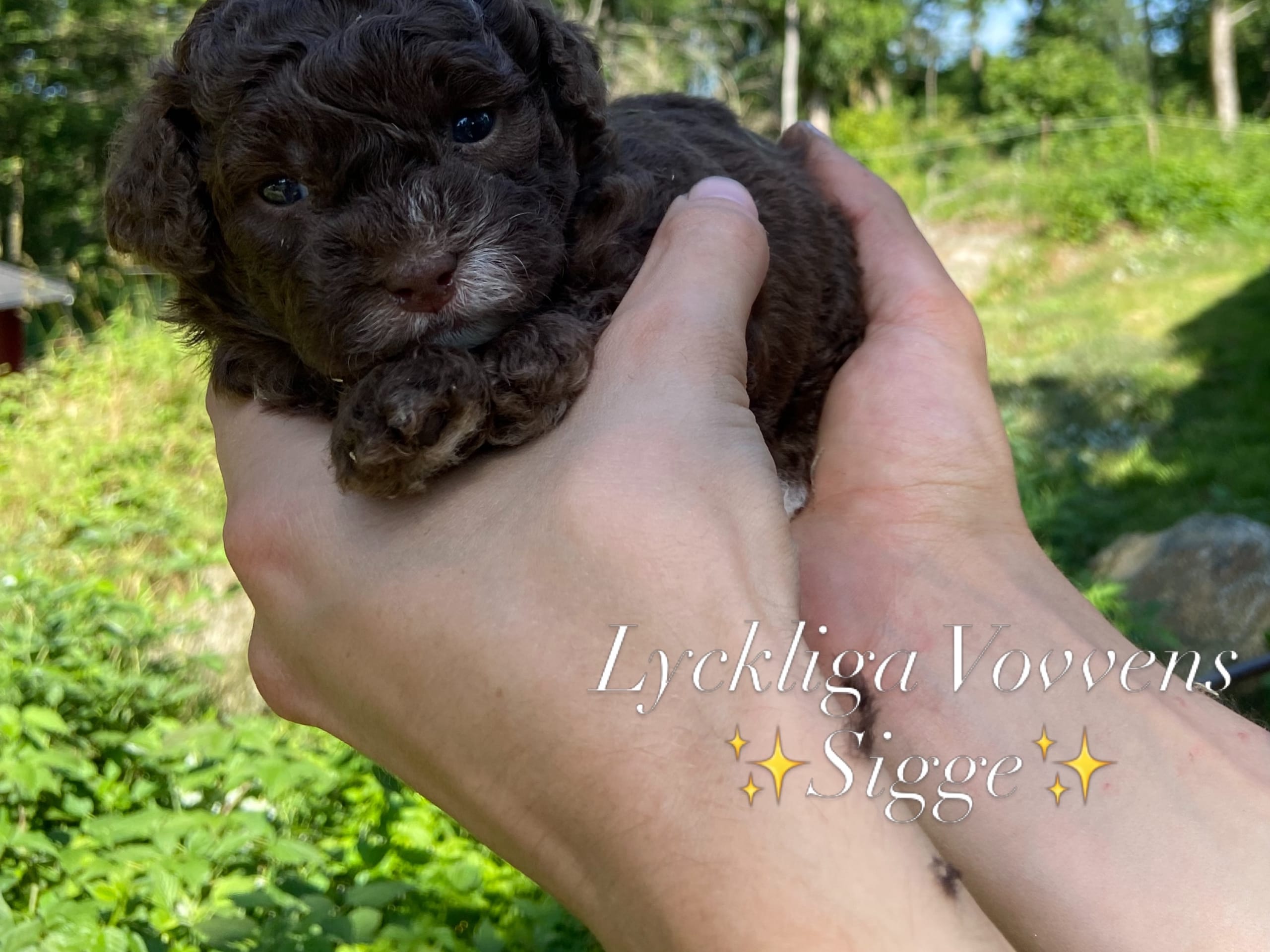 Shihpoo · Nol · Lyckliga Vovven