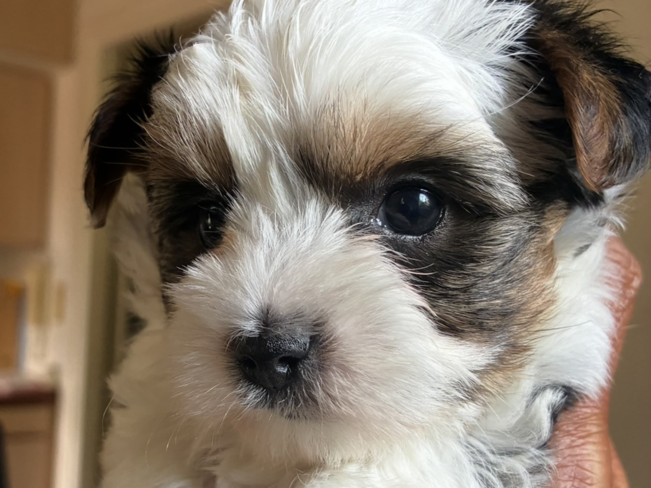 Biewer terrier · ängelholm · Caterina T.