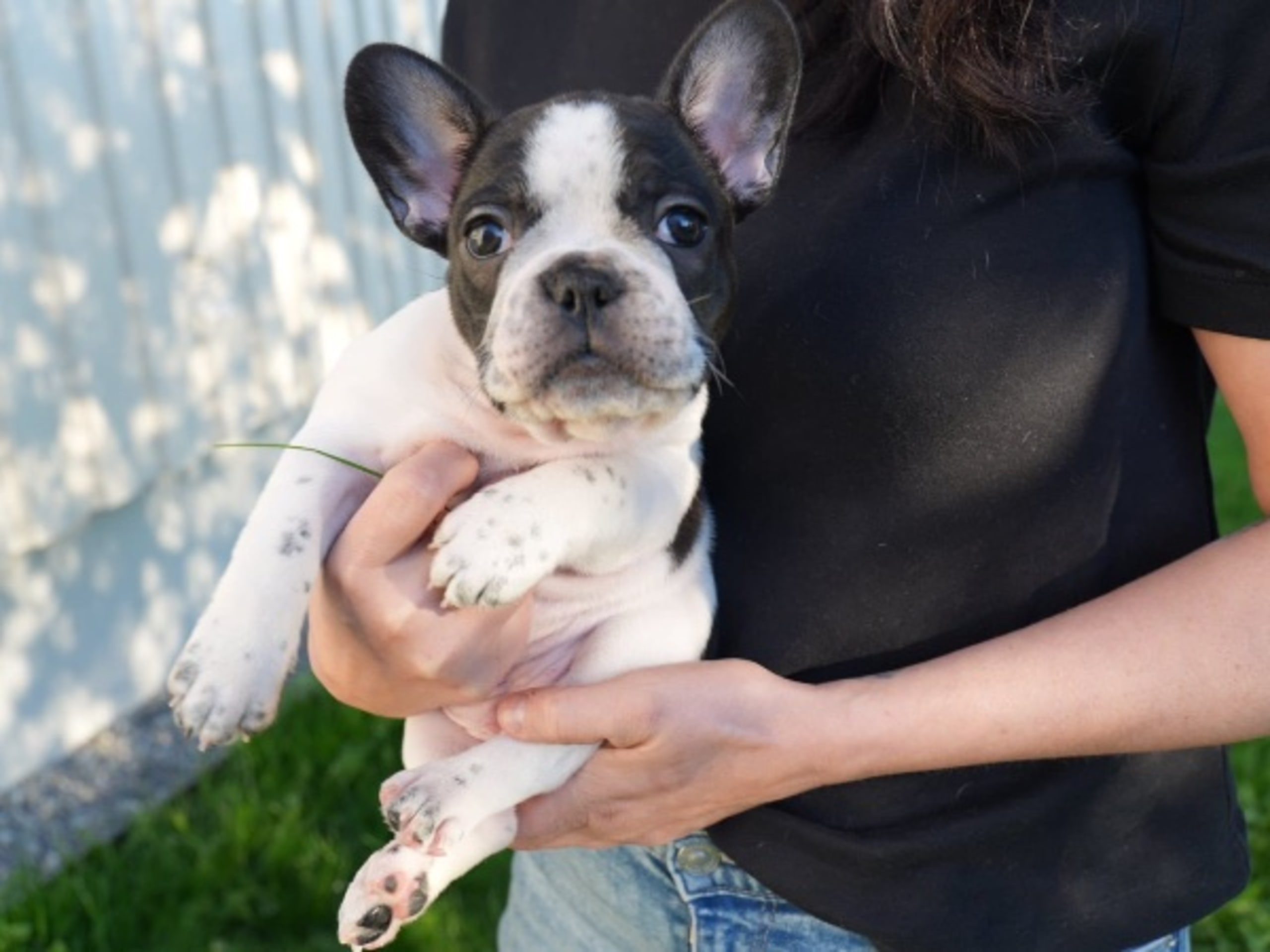 Fransk bulldogg