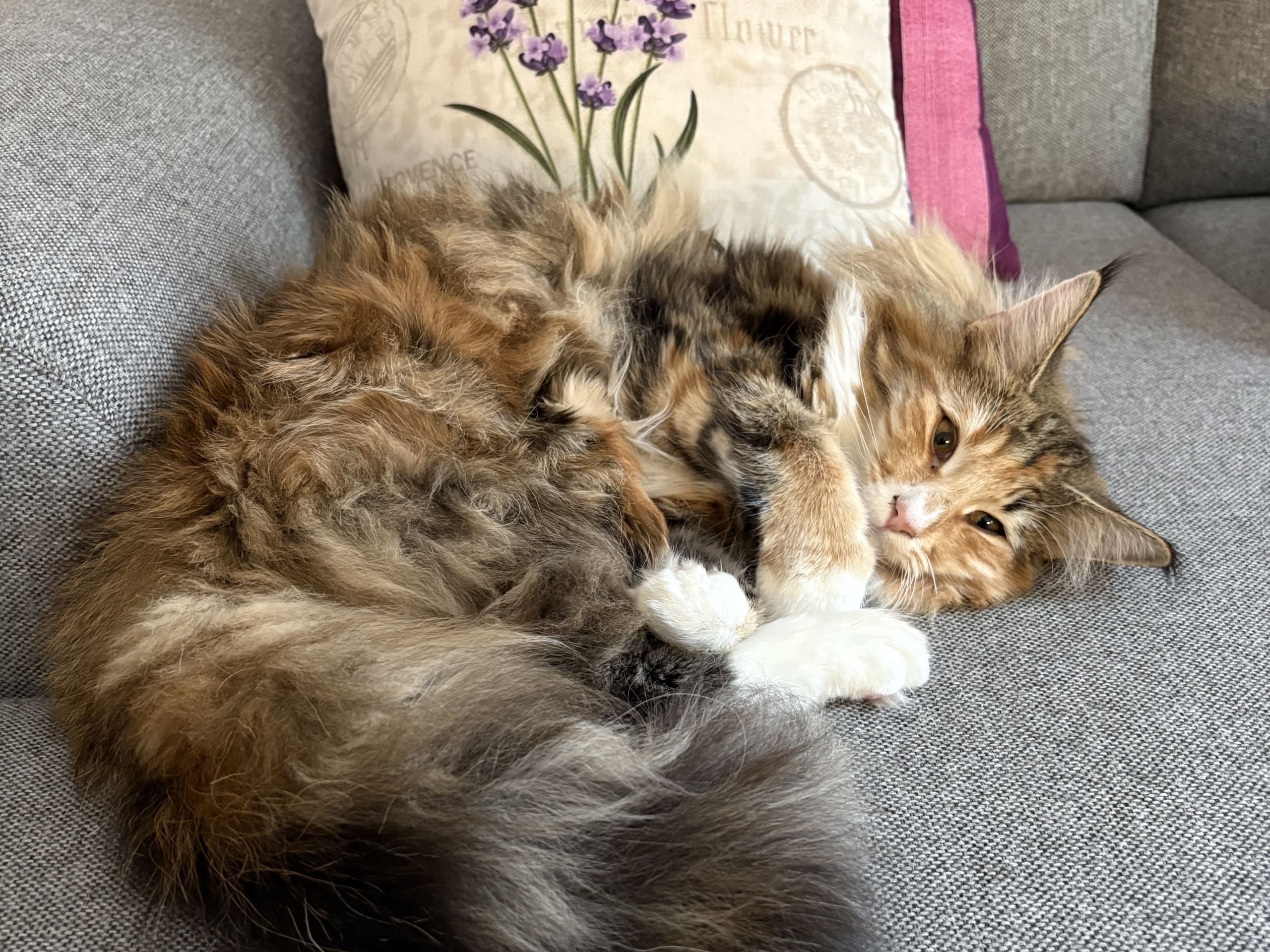 Norsk skogkatt · Malmö · SE Glory Of Diamond’s