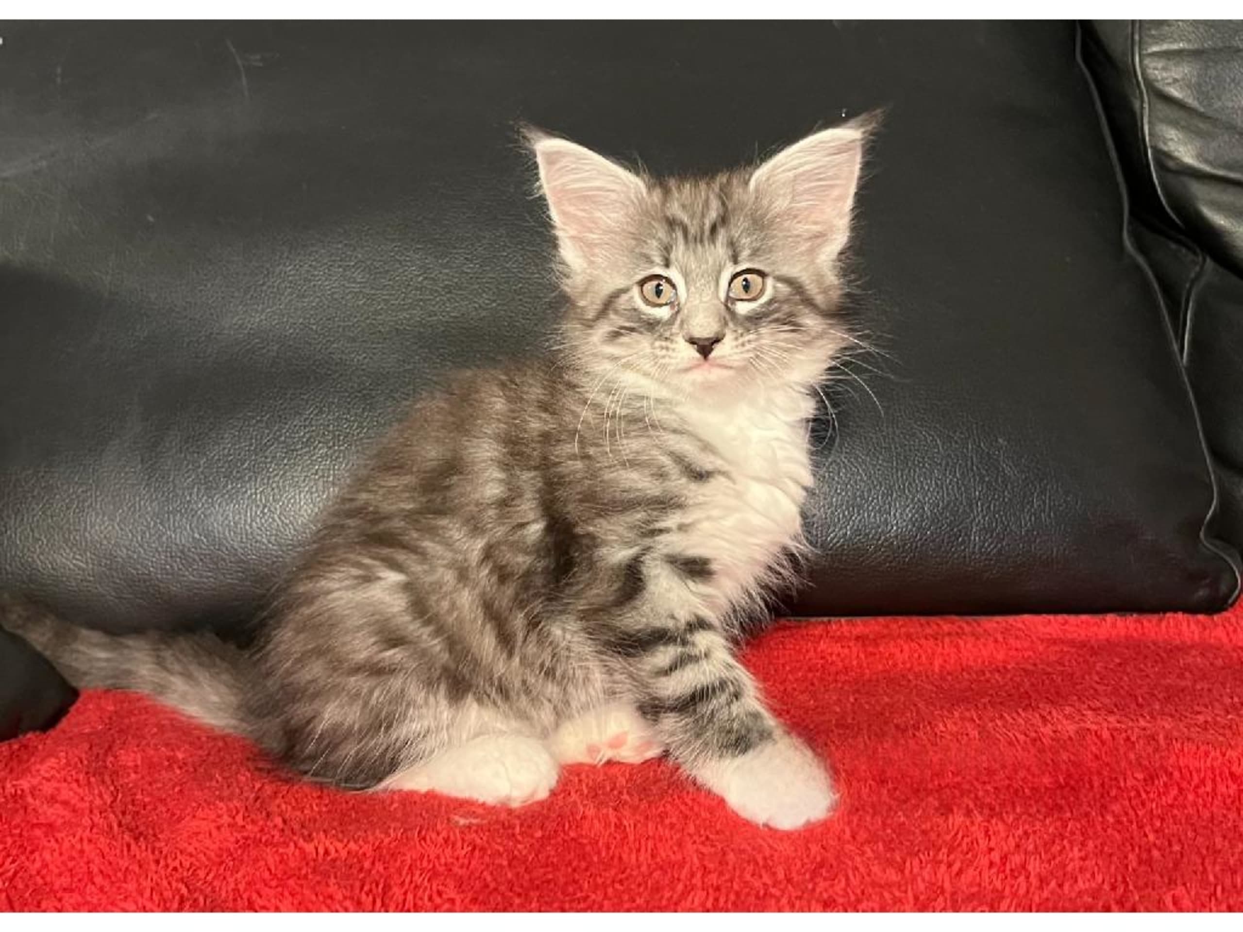 S*Kronängens