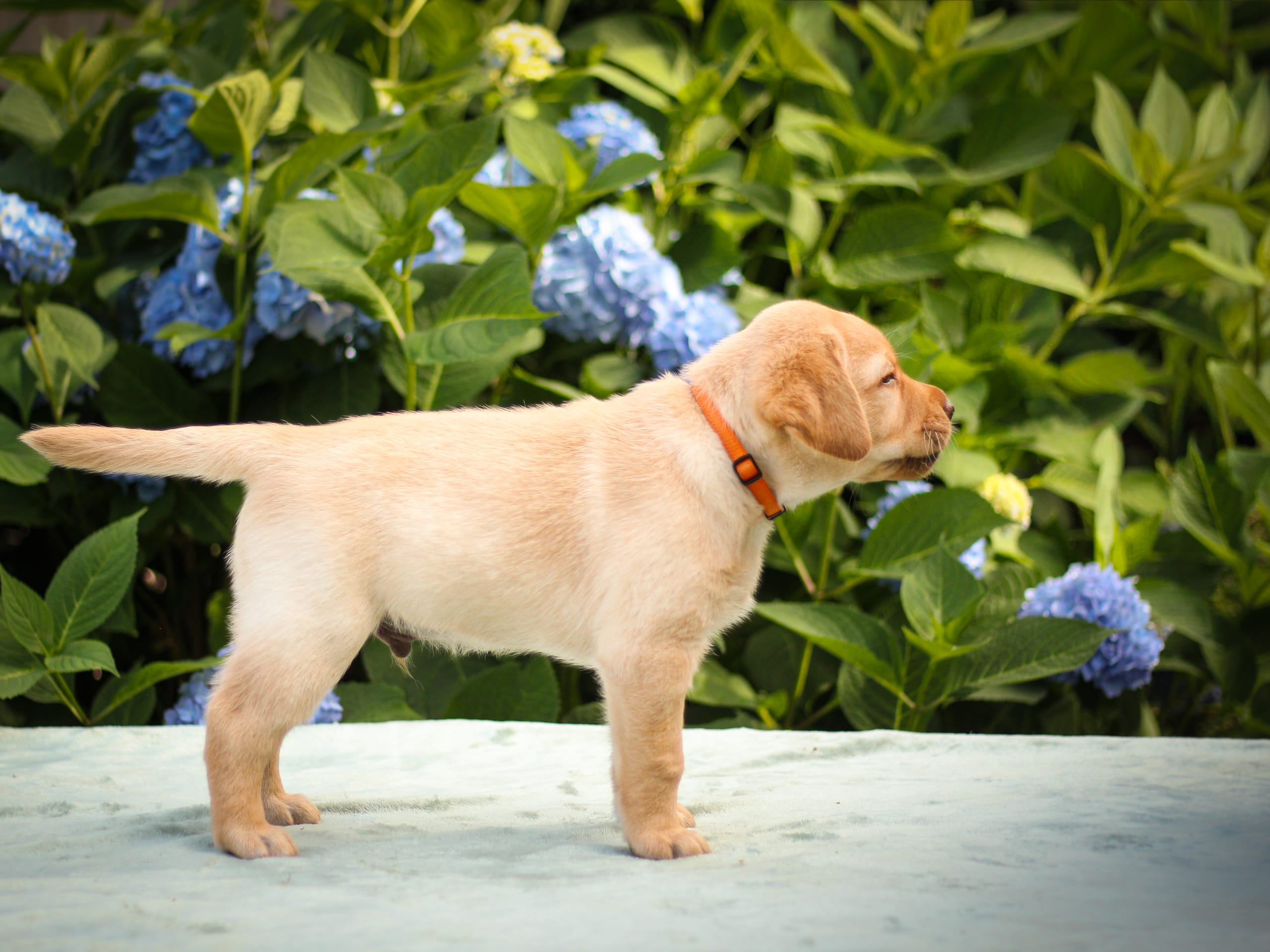 Labrador retriever · Svärtinge · Blankgölens kennel