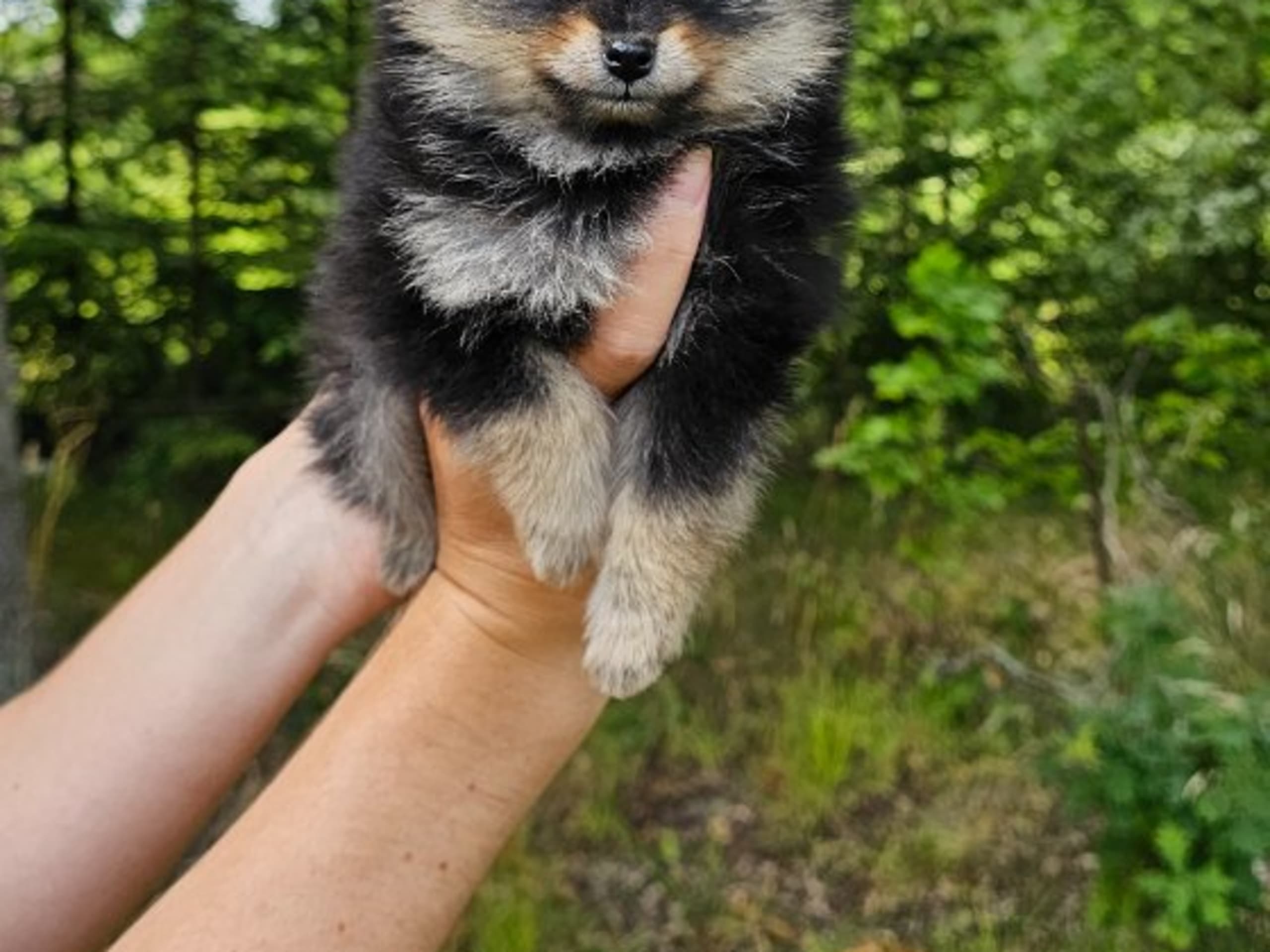 Pomeranian · Enköping · Pomsik Rakaaig