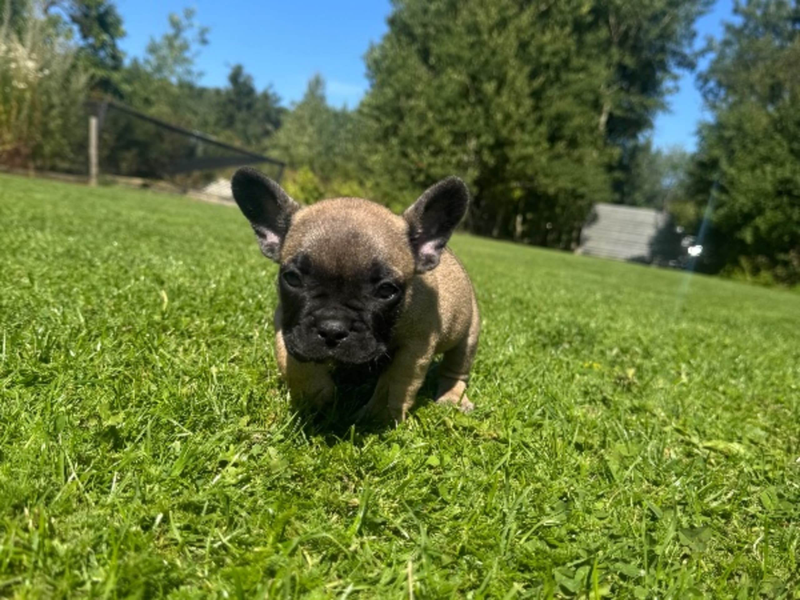 Fransk bulldogg