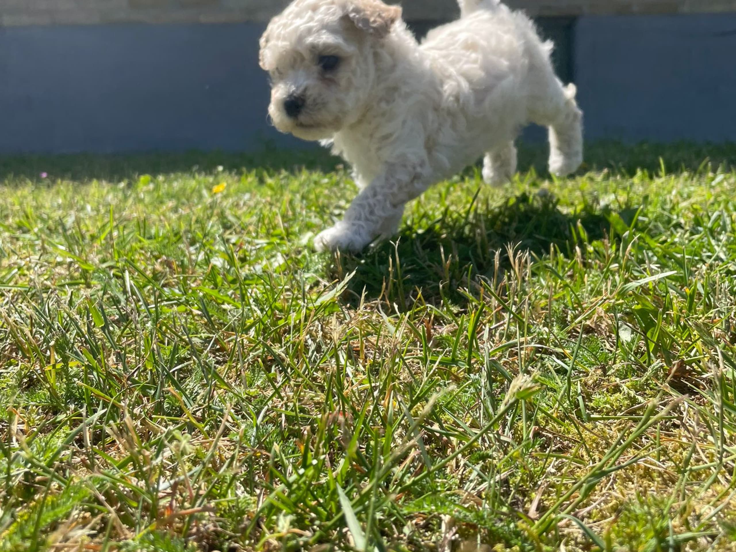 Maltipoo · Hässleholm · Daniela K.