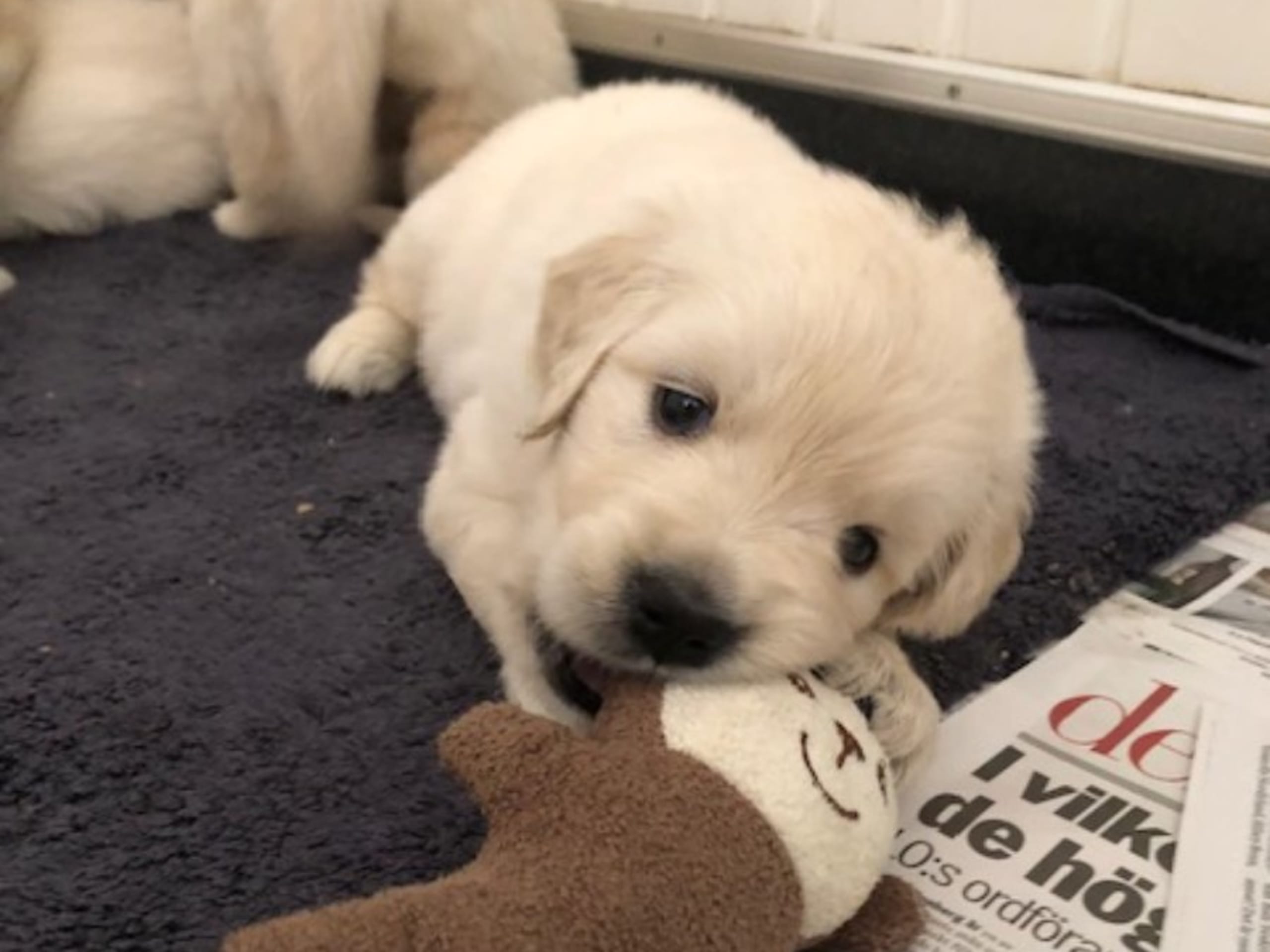 Golden retriever · Valbo · Good Pal's
