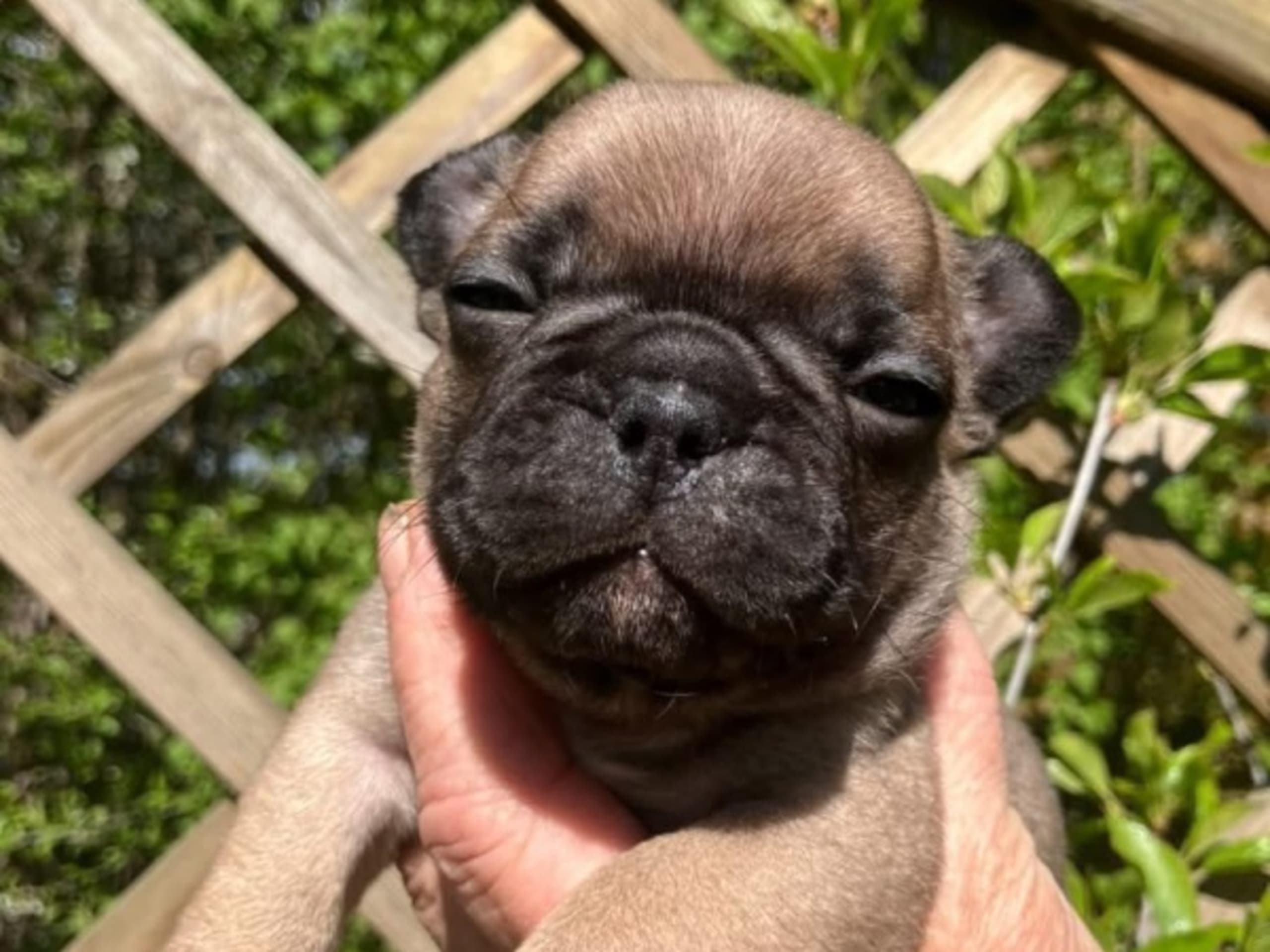 Fransk bulldog · Romakloster · Alphöjden’s