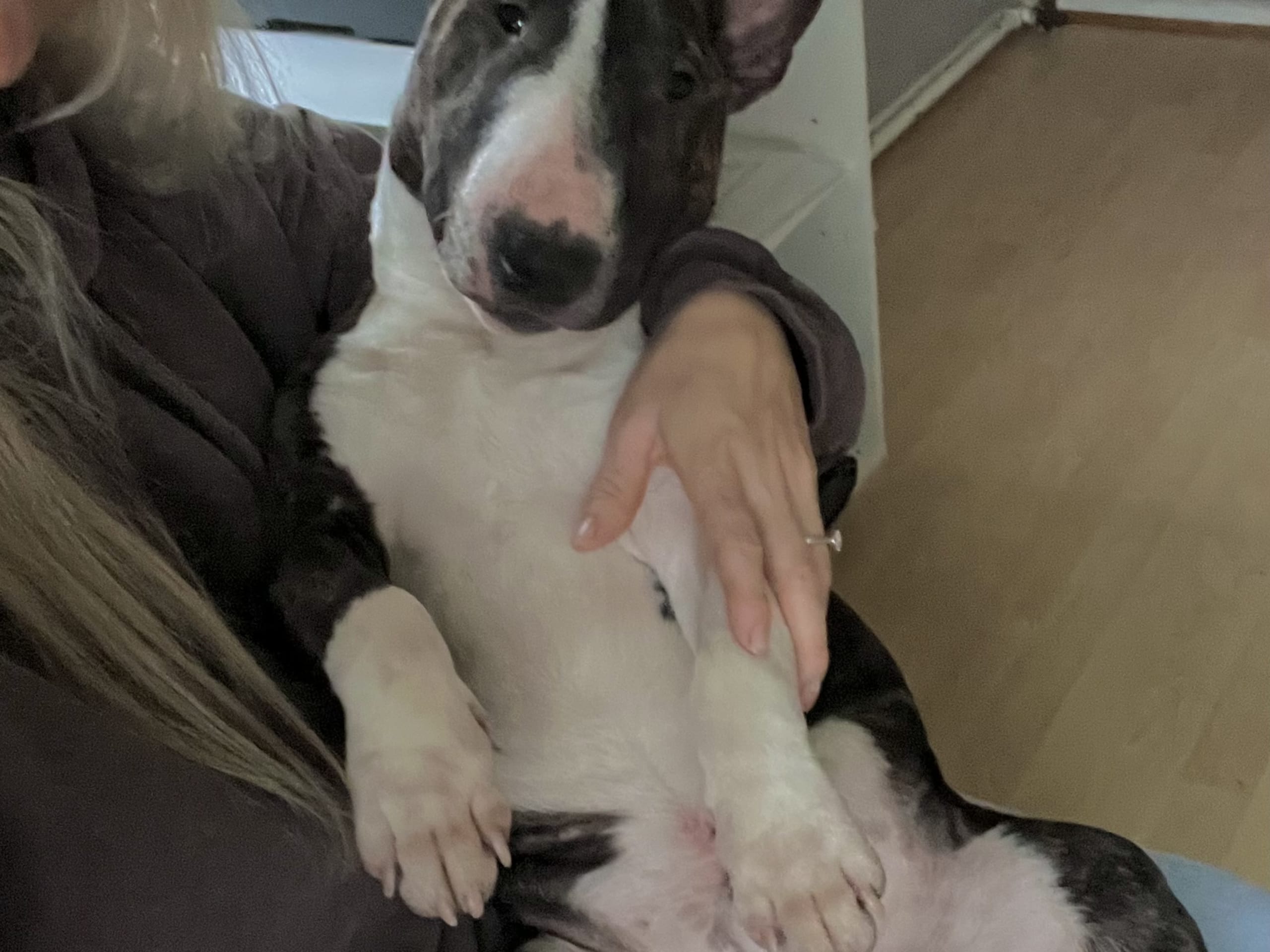 Miniature Bull Terrier