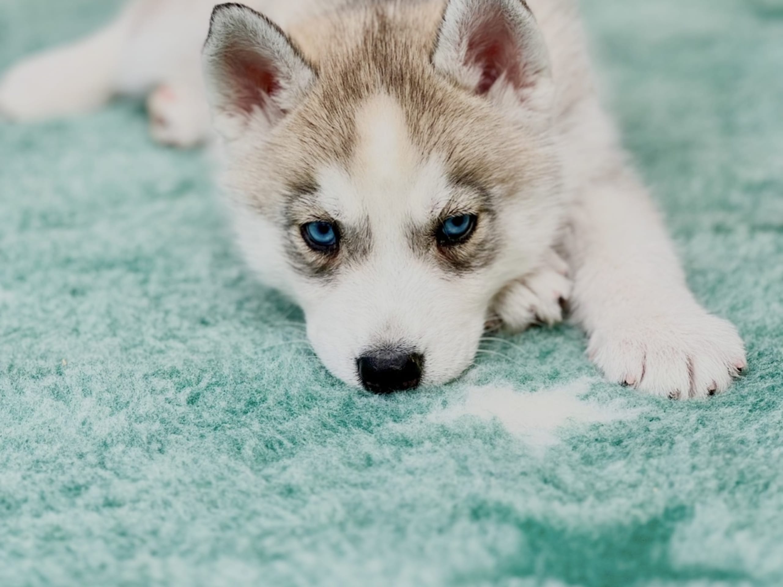 Siberian Husky · Höör · Fläderhaga’s Lovely Dogs