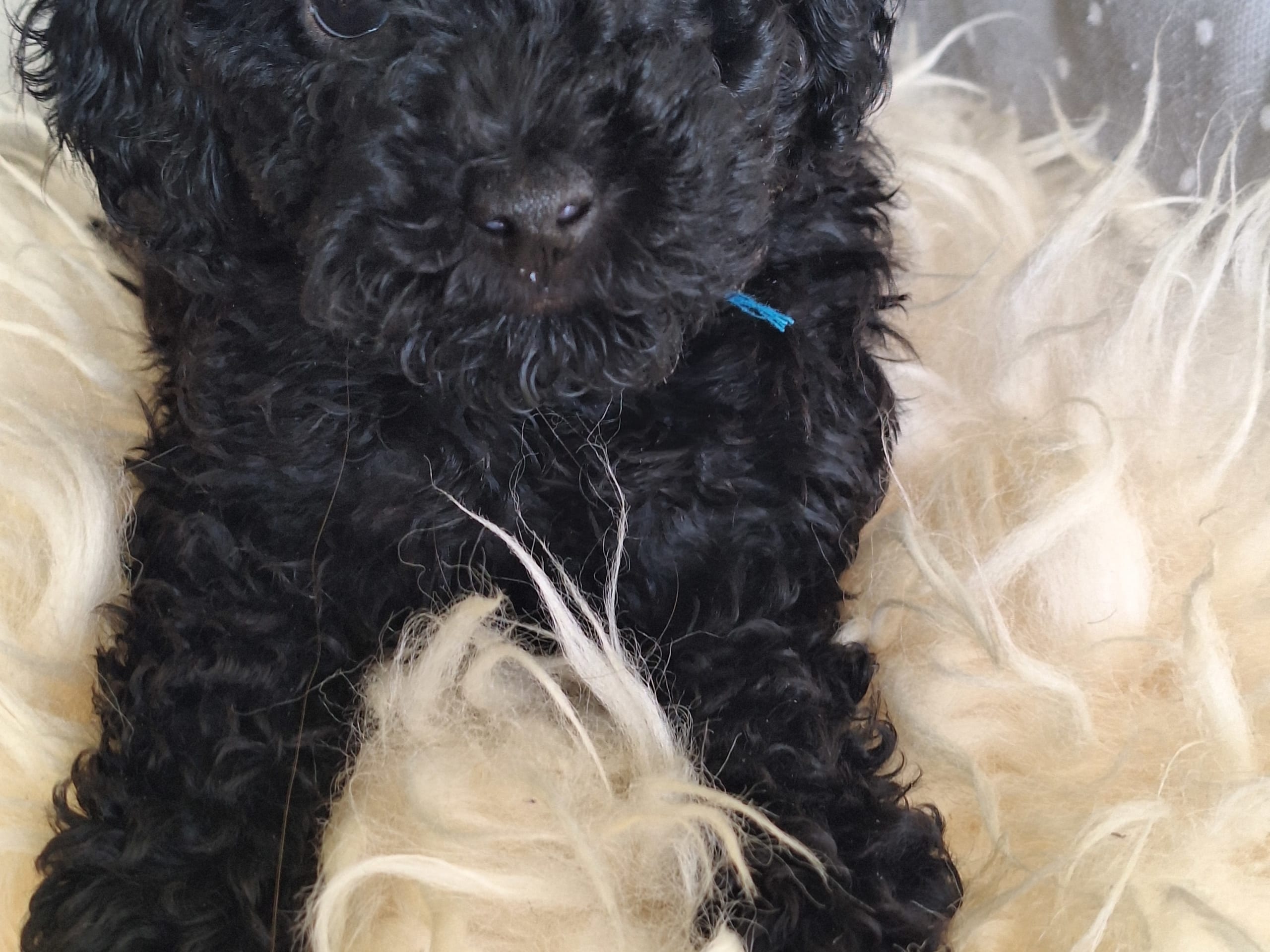 Miniature Poodle · Upplands väsby · Ingen kennel